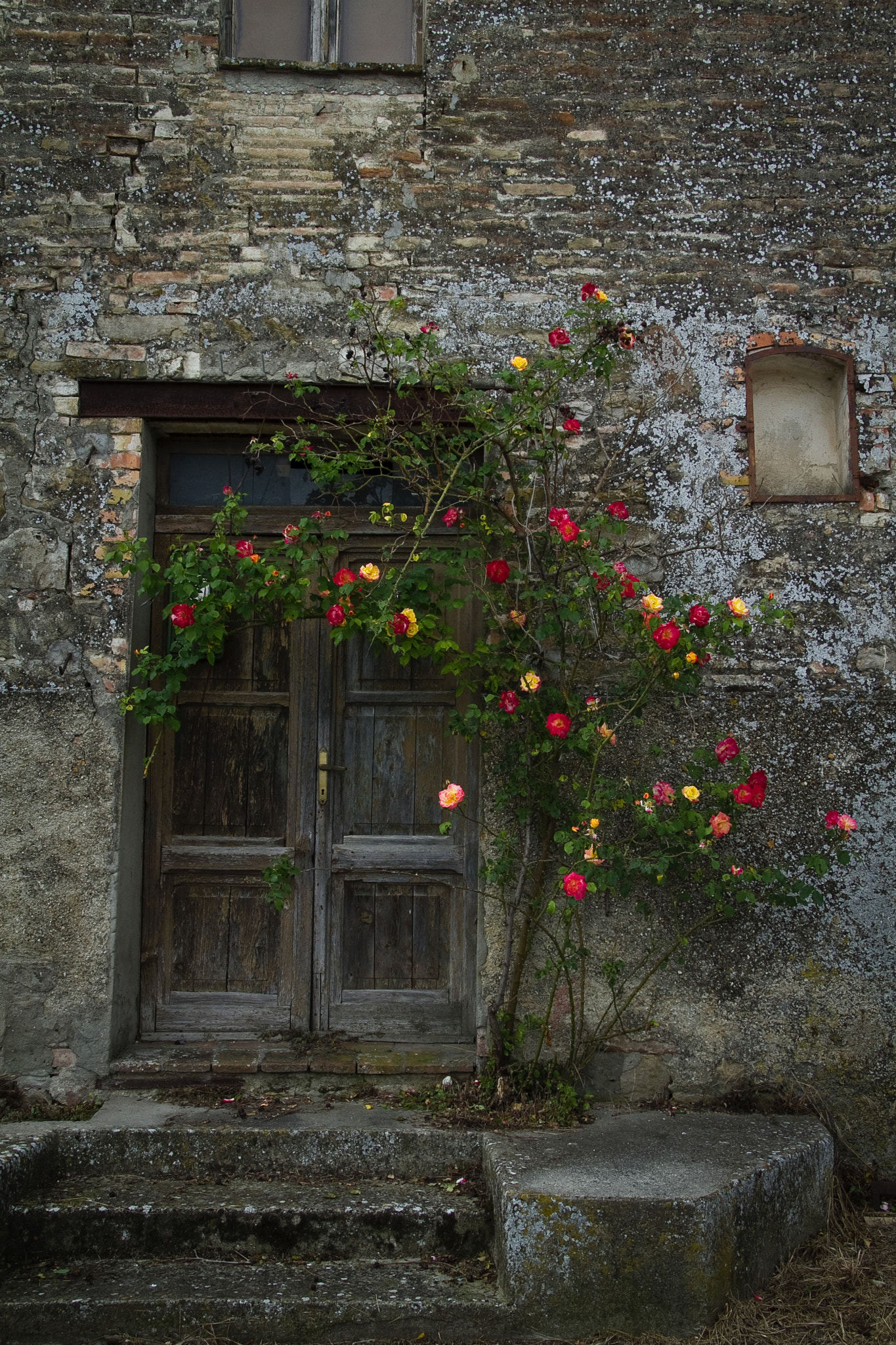 Canon EOS 7D + Canon EF-S 17-85mm F4-5.6 IS USM sample photo. Old door with roses photography
