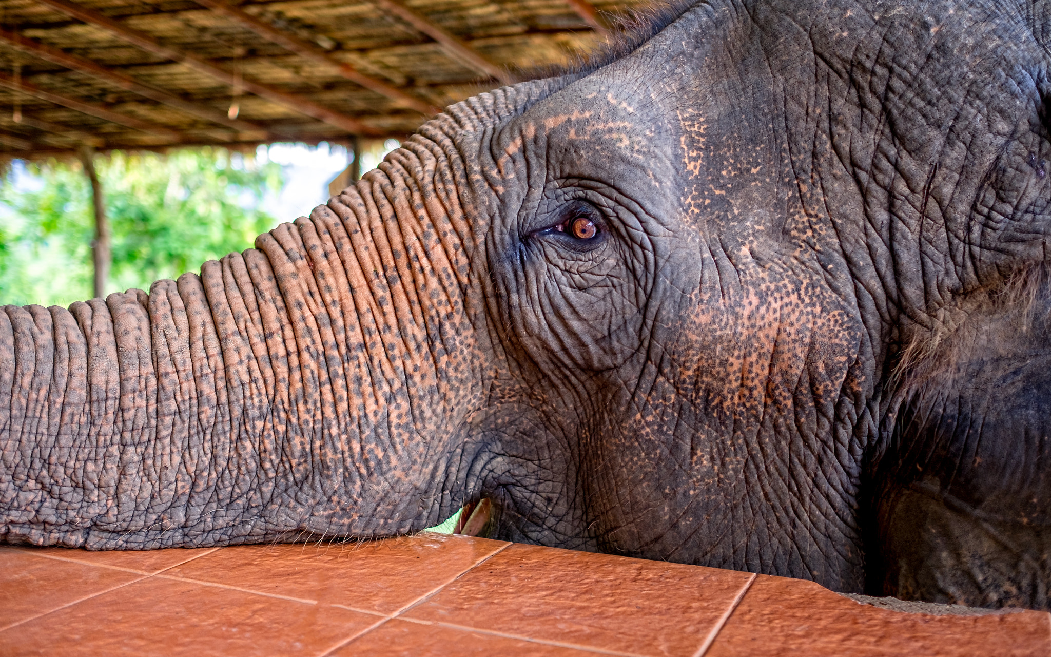 Fujifilm XF 23mm F1.4 R sample photo. Thailand - humane elephant sanctuary photography