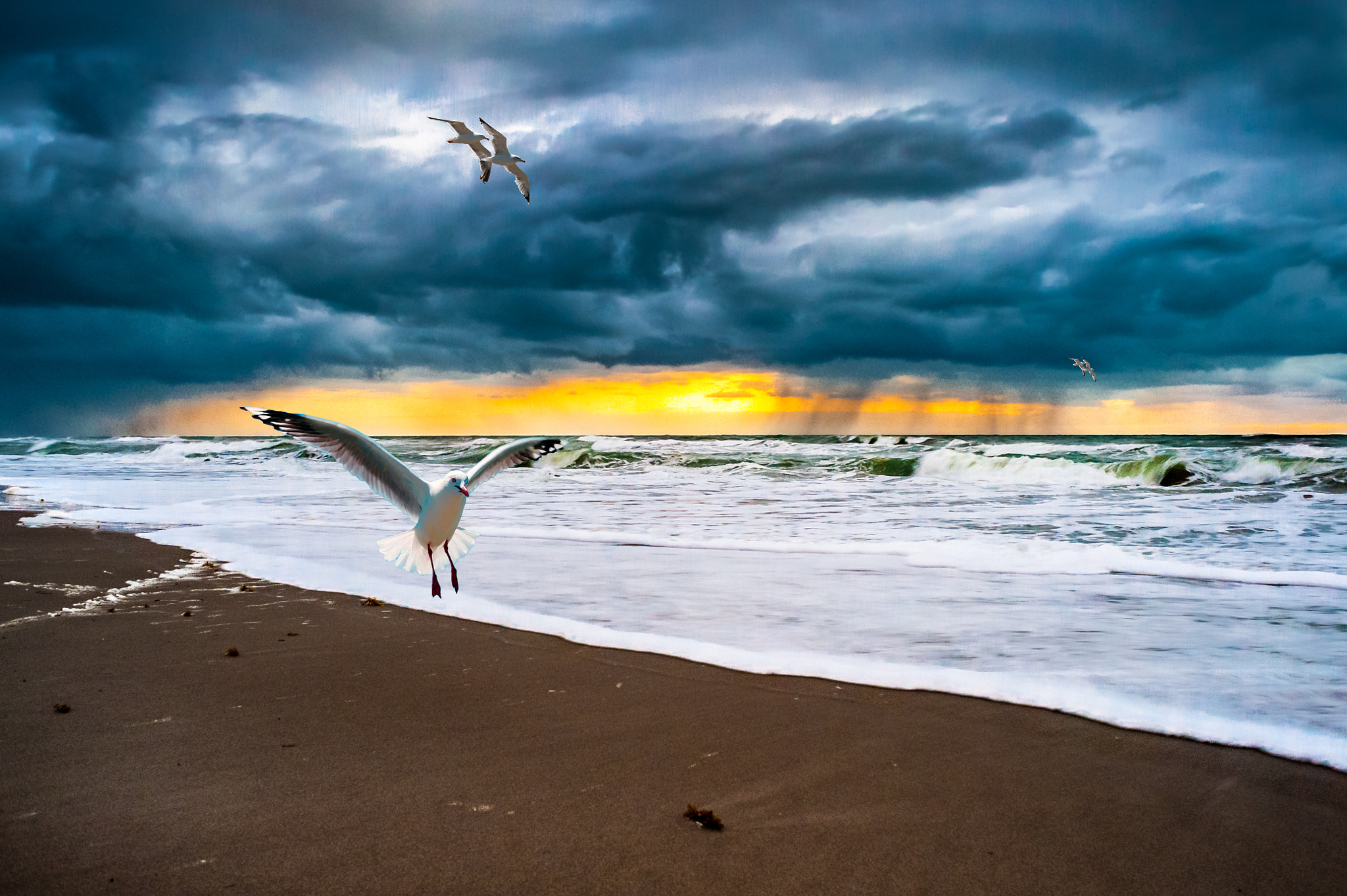 Nikon D700 + AF Nikkor 28mm f/2.8 sample photo. Birds on the beach photography