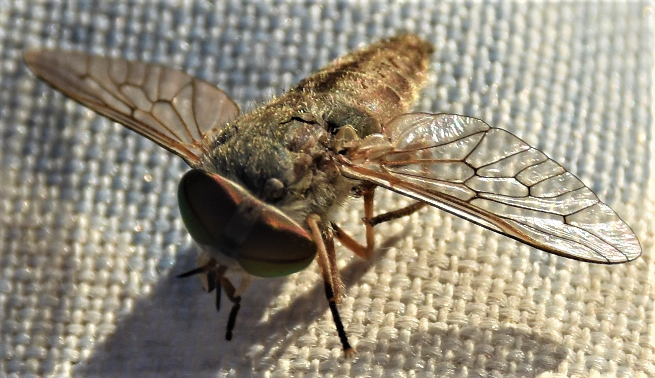 Sigma 18-250mm F3.5-6.3 DC Macro OS HSM sample photo. Mosca photography