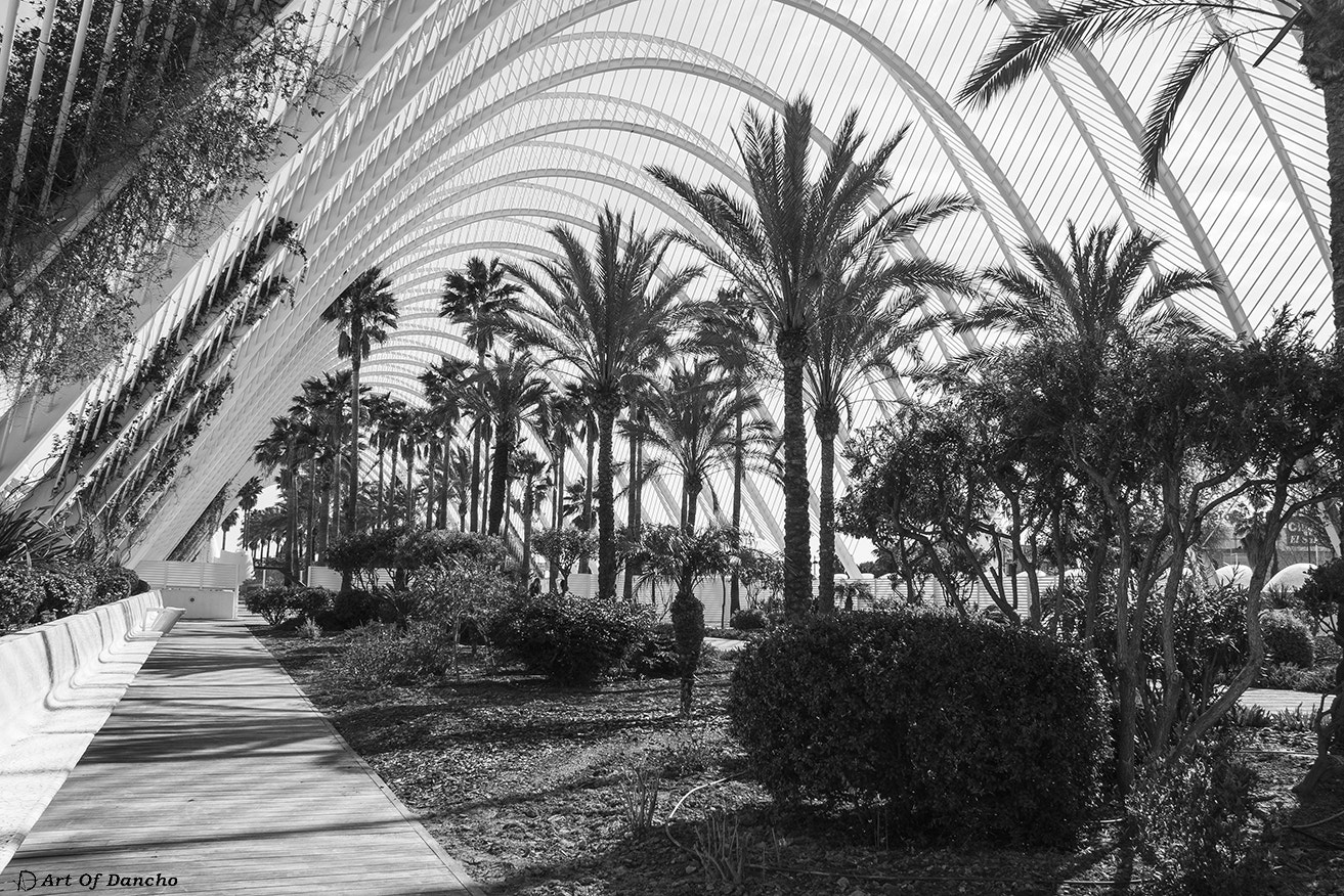 Canon EF-S 18-200mm F3.5-5.6 IS sample photo. Palms and arches photography