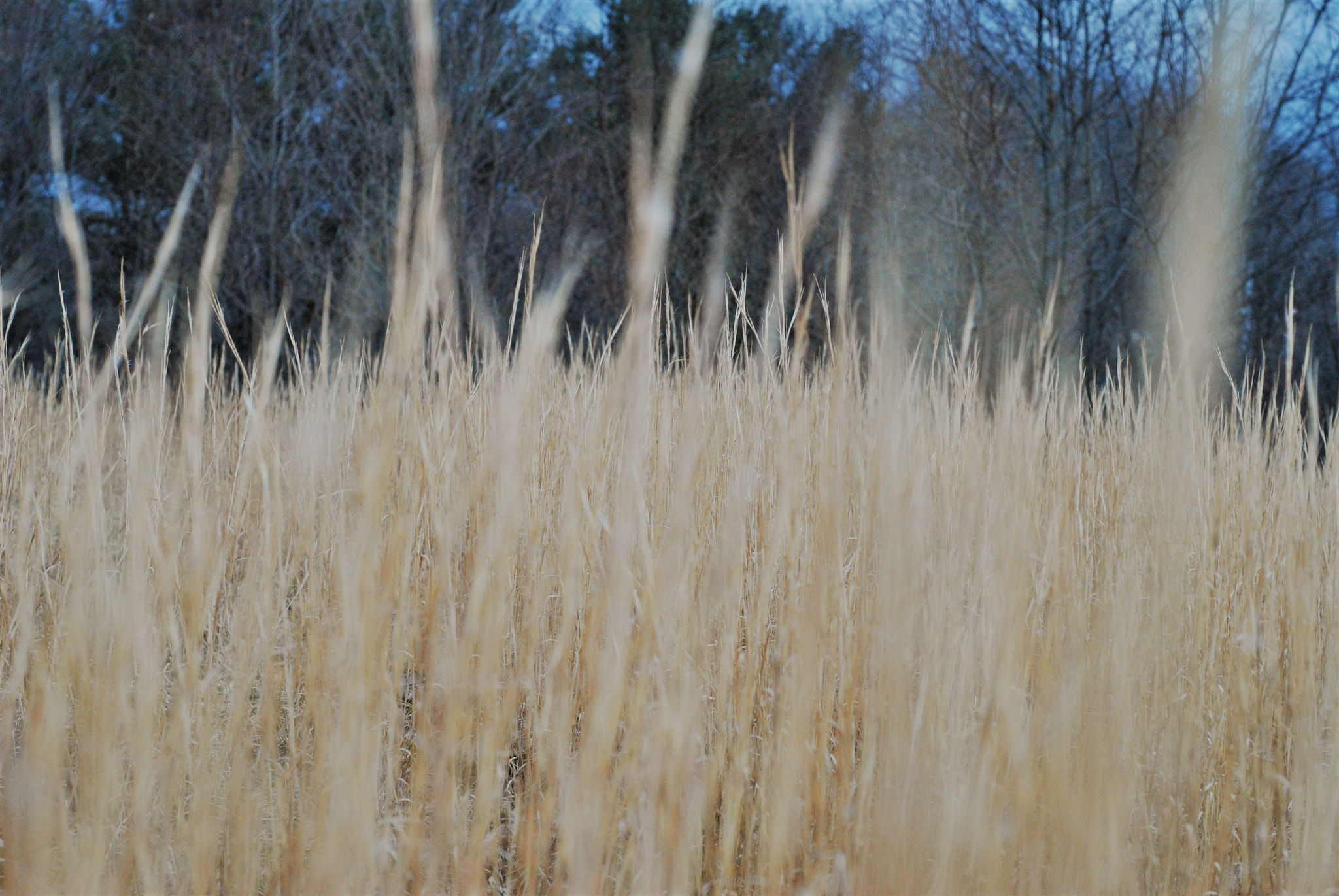 Nikon D3000 sample photo. Golden grass photography