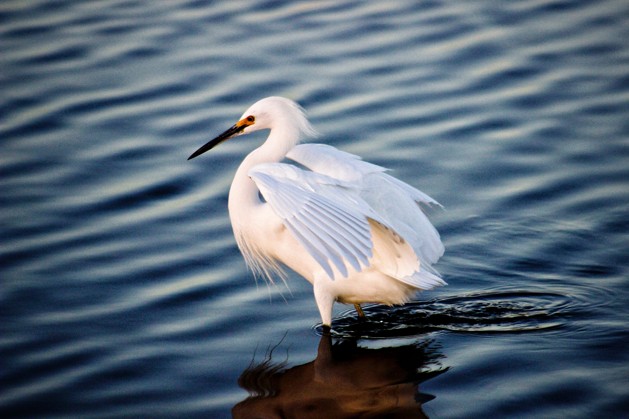 Canon EOS 600D (Rebel EOS T3i / EOS Kiss X5) + EF75-300mm f/4-5.6 sample photo. Snowy egret posing as a dragon photography
