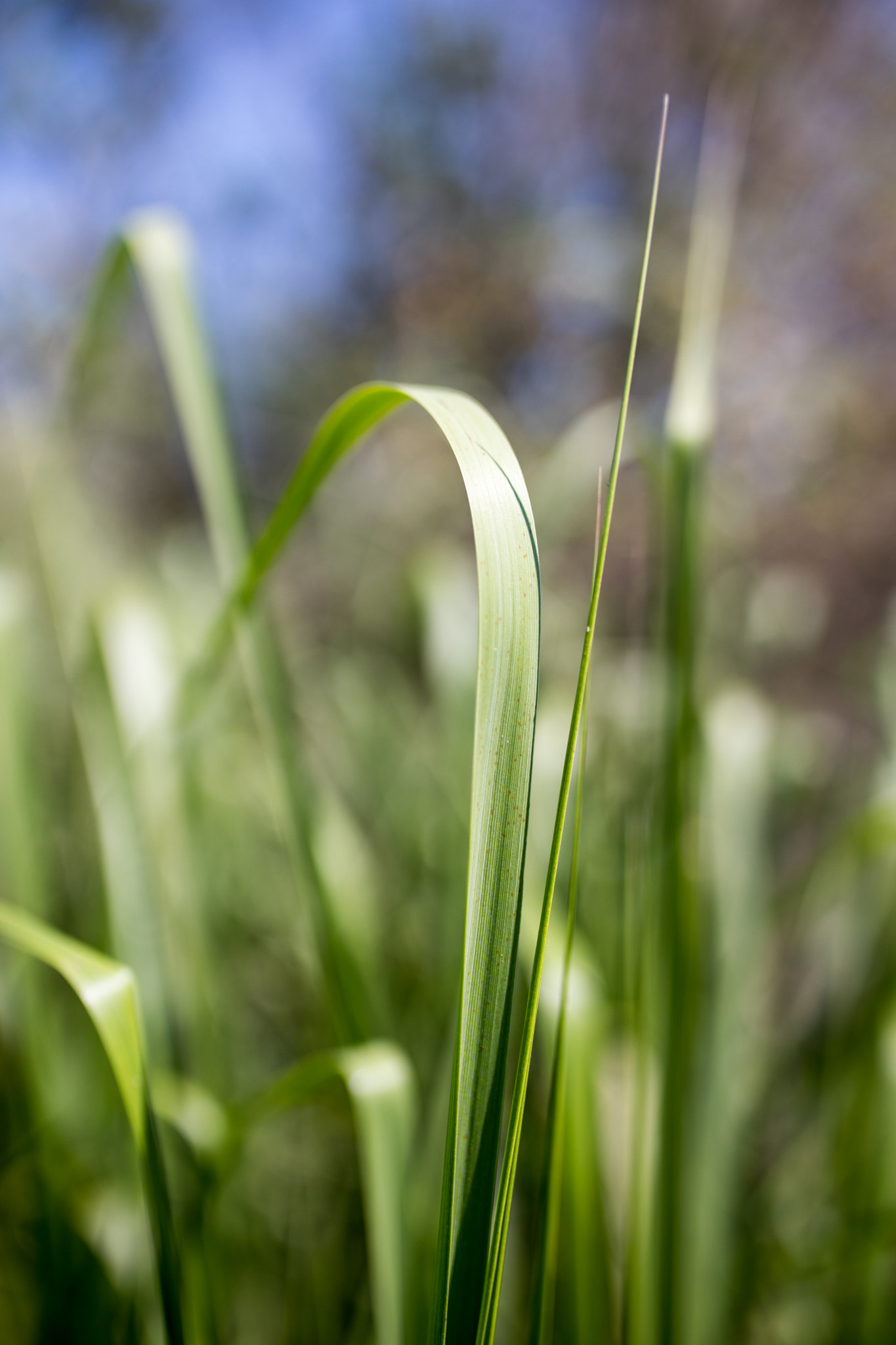 Sigma 35mm F1.4 DG HSM Art sample photo. Grass along the lake photography