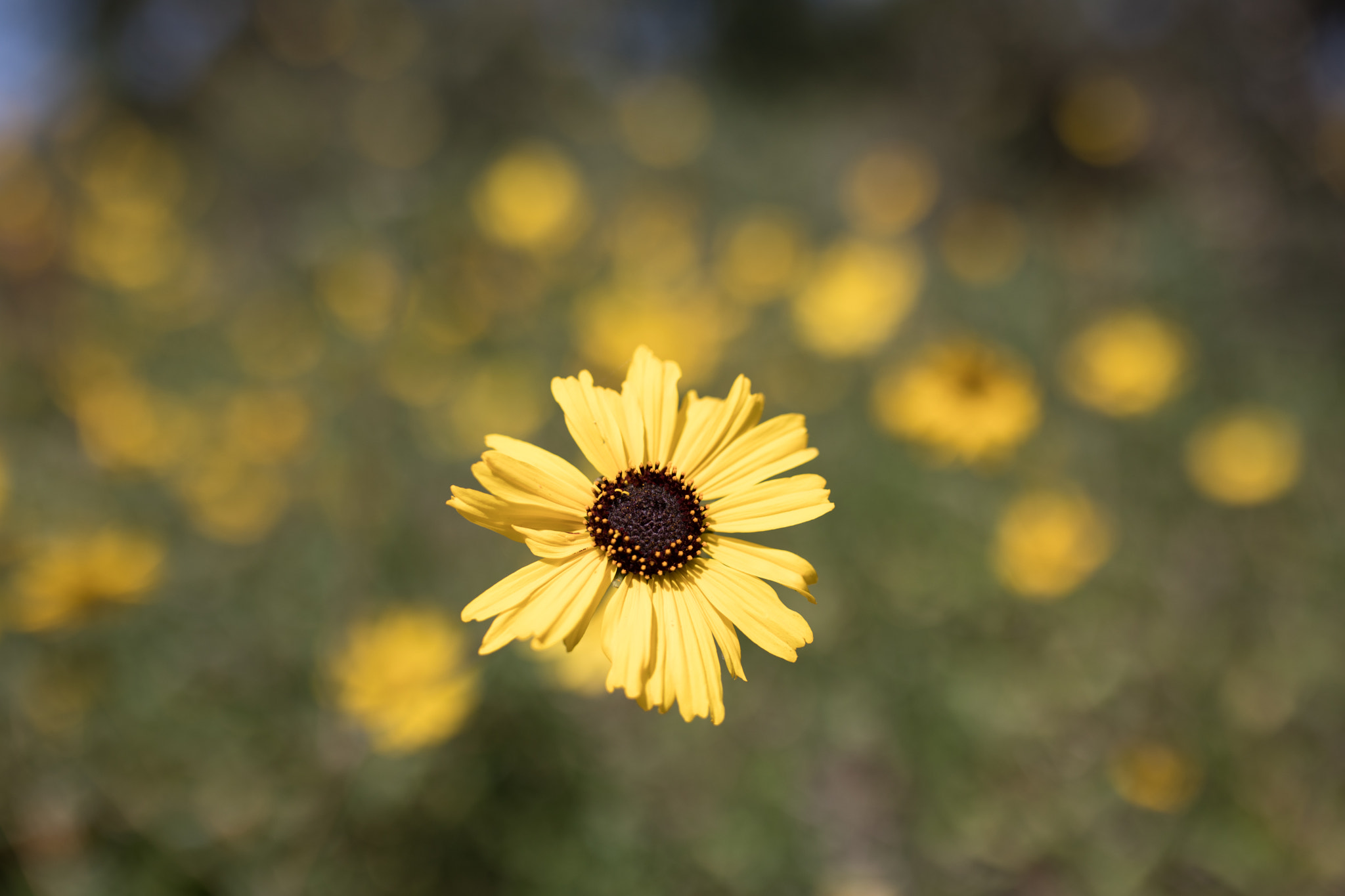 Canon EOS 5D Mark IV sample photo. California sunflower photography