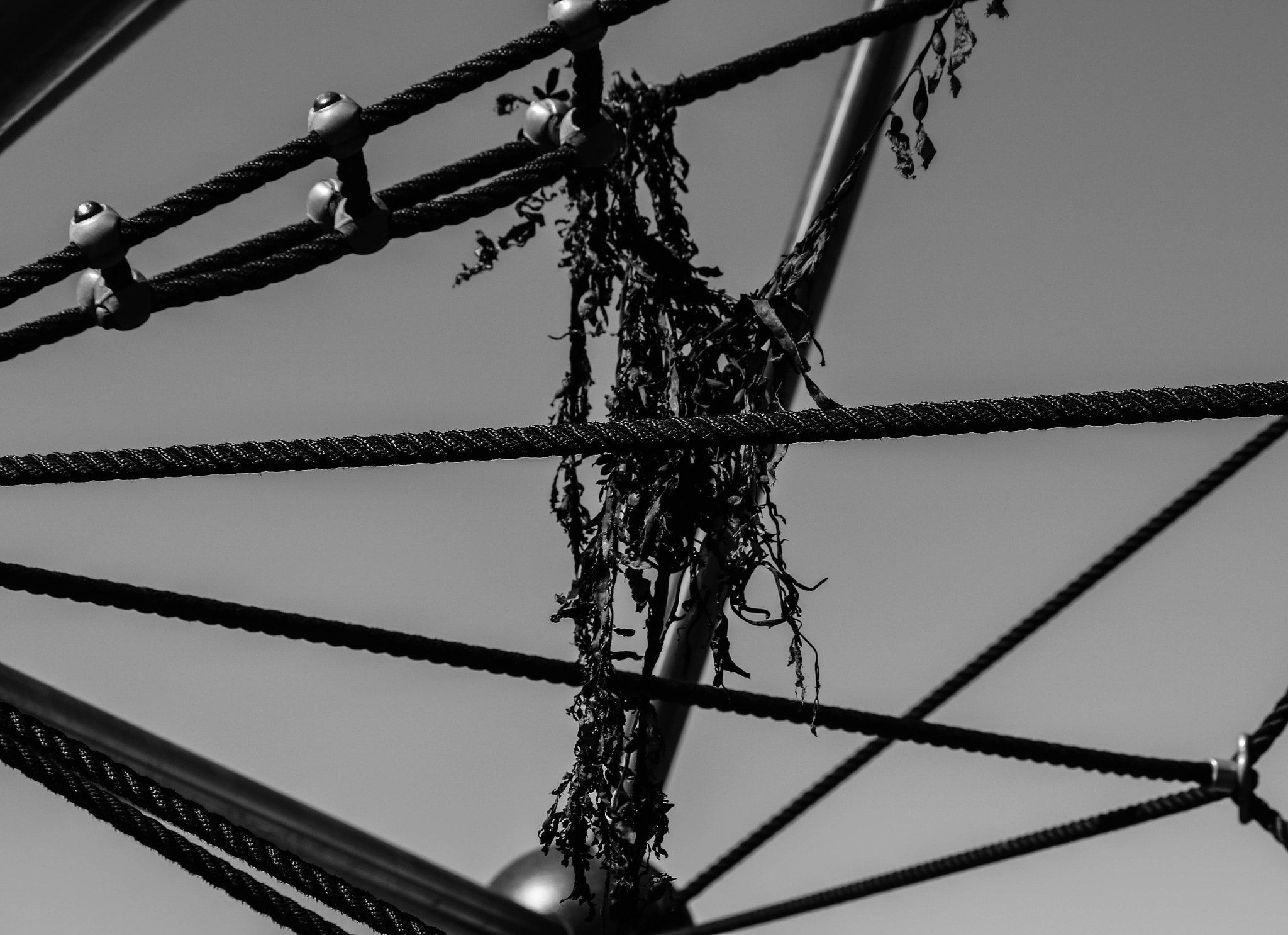 Canon EF-S 55-250mm F4-5.6 IS II sample photo. Weed and wire photography