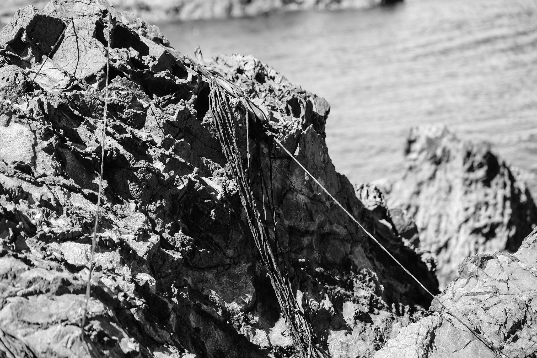 Canon EF-S 55-250mm F4-5.6 IS II sample photo. Rock and weed photography