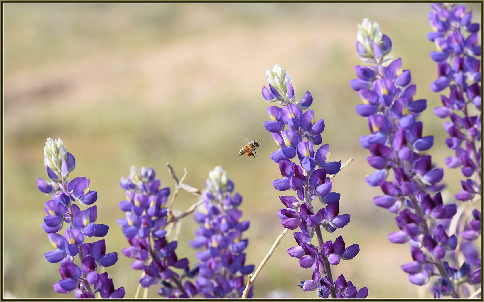 Sigma 105mm F2.8 EX DG OS HSM sample photo. Desert delight photography