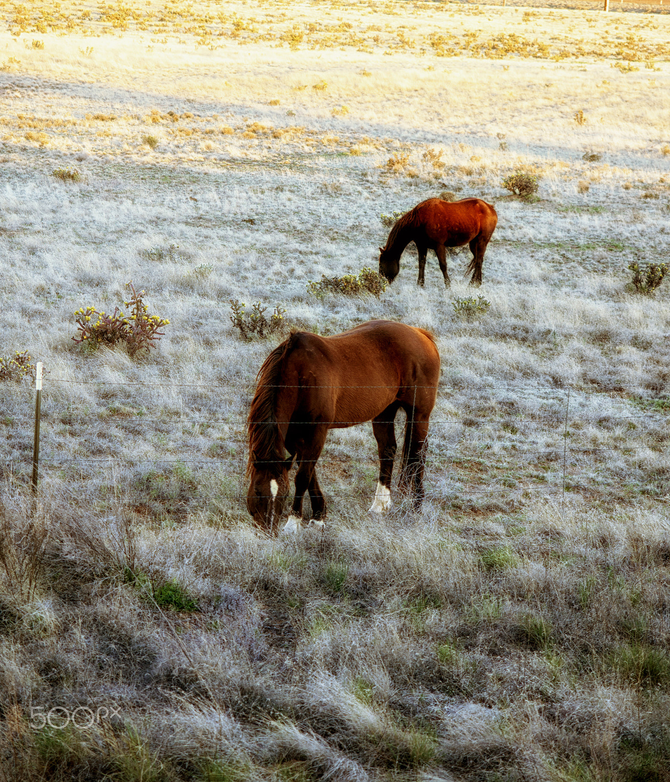 Olympus OM-D E-M5 sample photo. Grazing horses photography