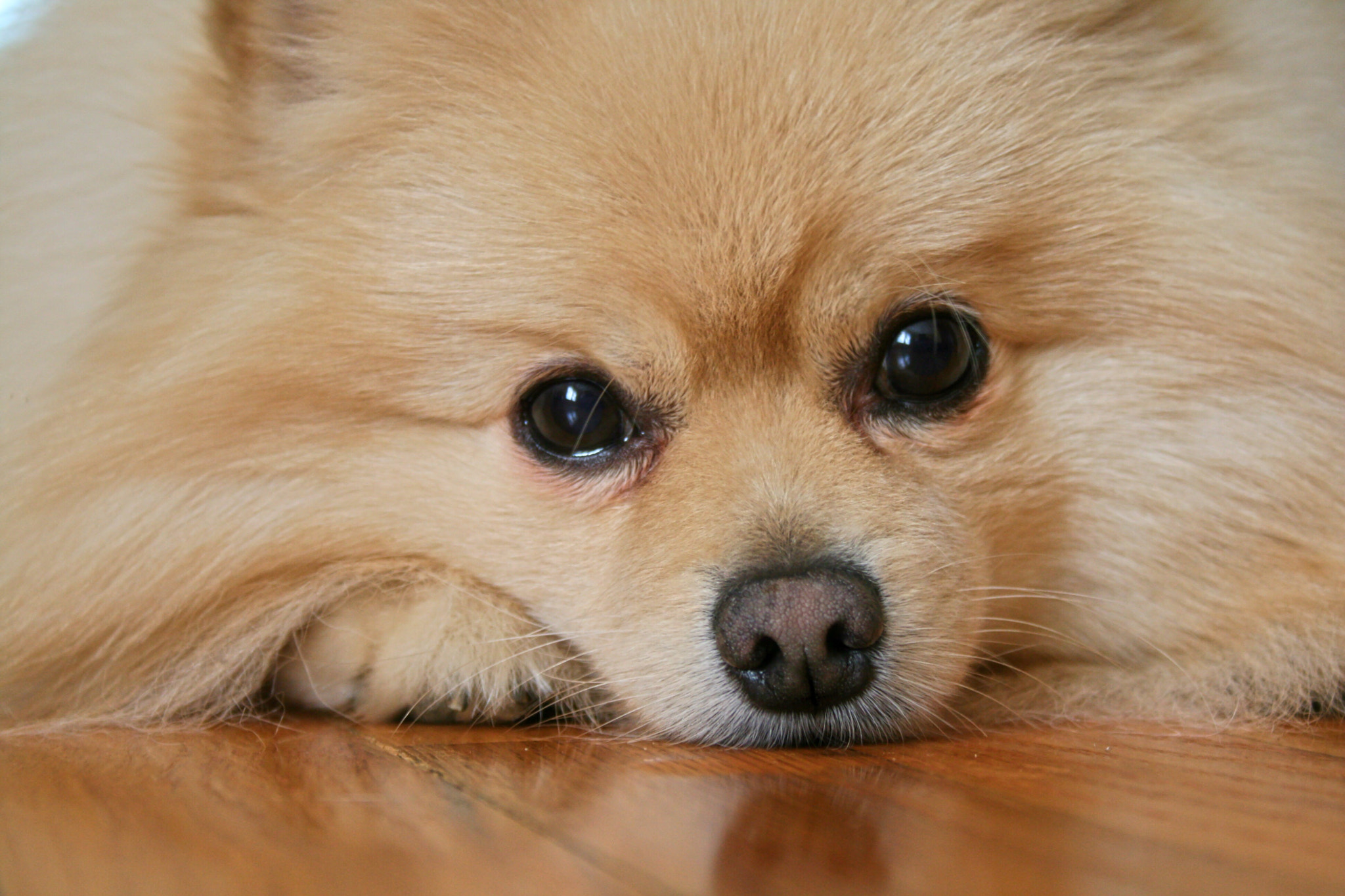 Canon EF-S 18-55mm F3.5-5.6 sample photo. Pomeranian photography