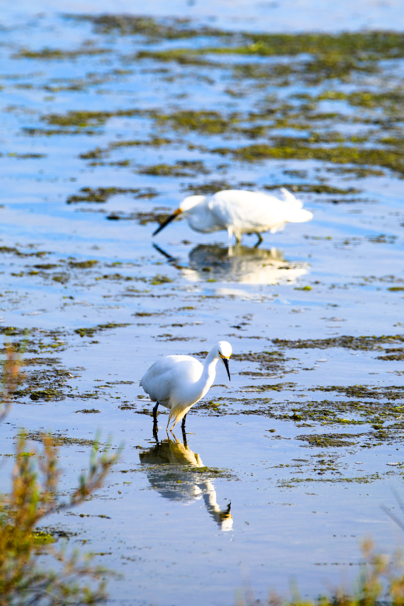 150-600mm F5-6.3 DG OS HSM | Contemporary 015 sample photo. Herons at bolsa chica photography