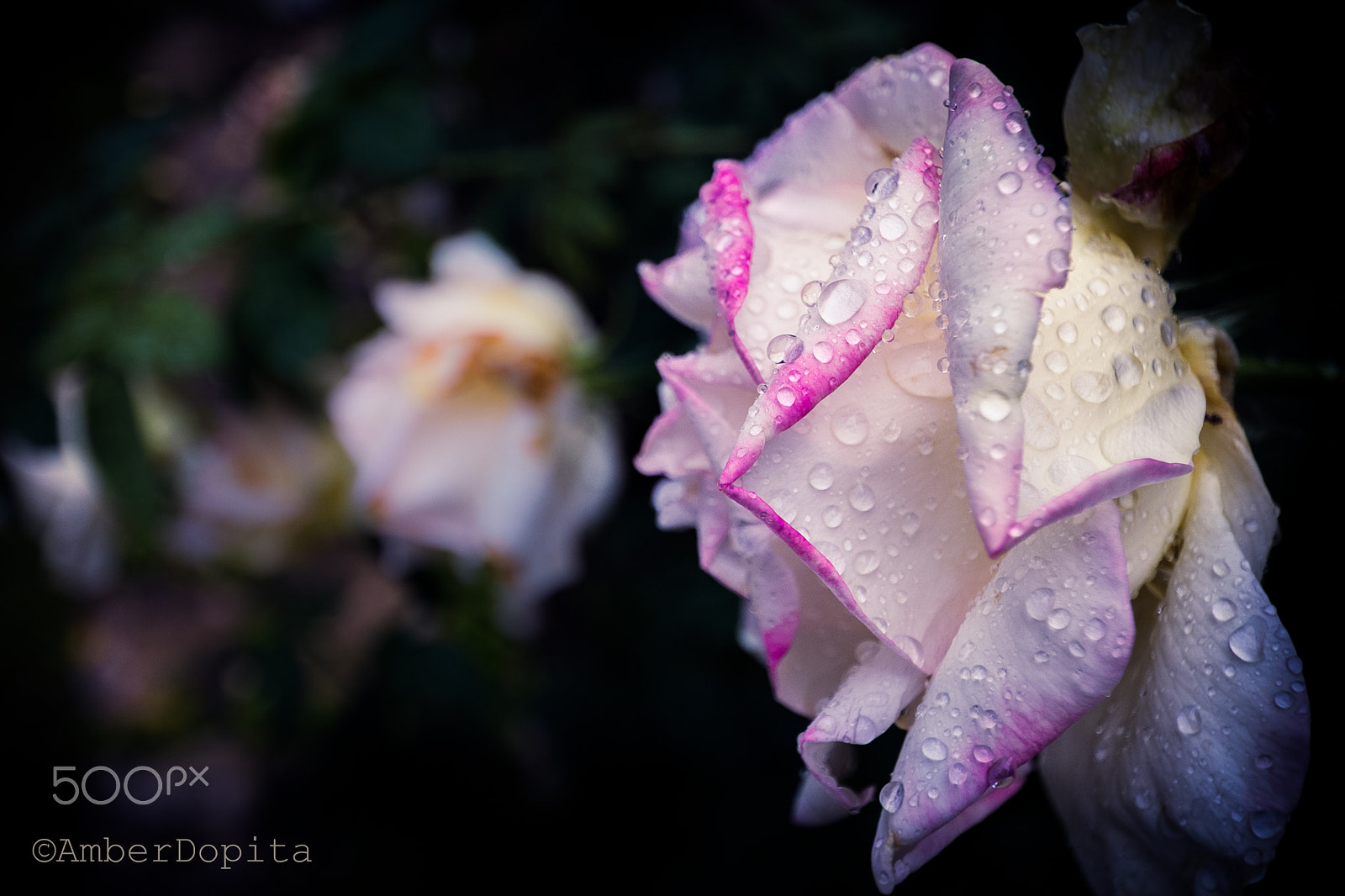 Sigma 10-20mm F3.5 EX DC HSM sample photo. November photography