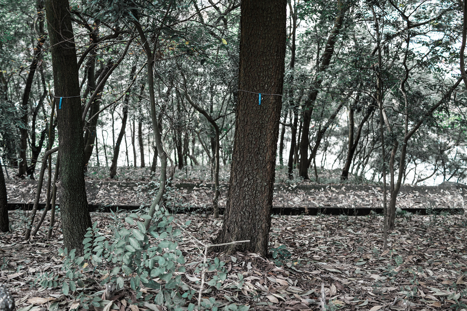 Sony Cyber-shot DSC-RX1R + 35mm F2.0 sample photo. Kwaichungpark photography