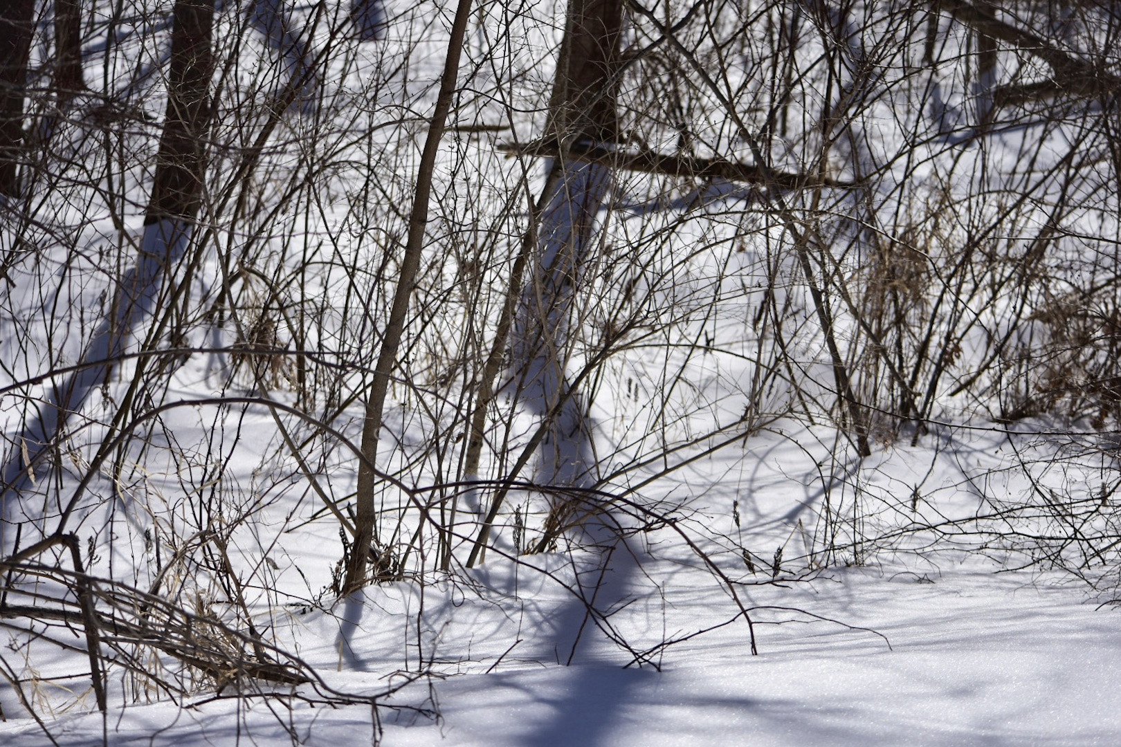 Nikon D7200 sample photo. Tree is straight shadow isn't photography