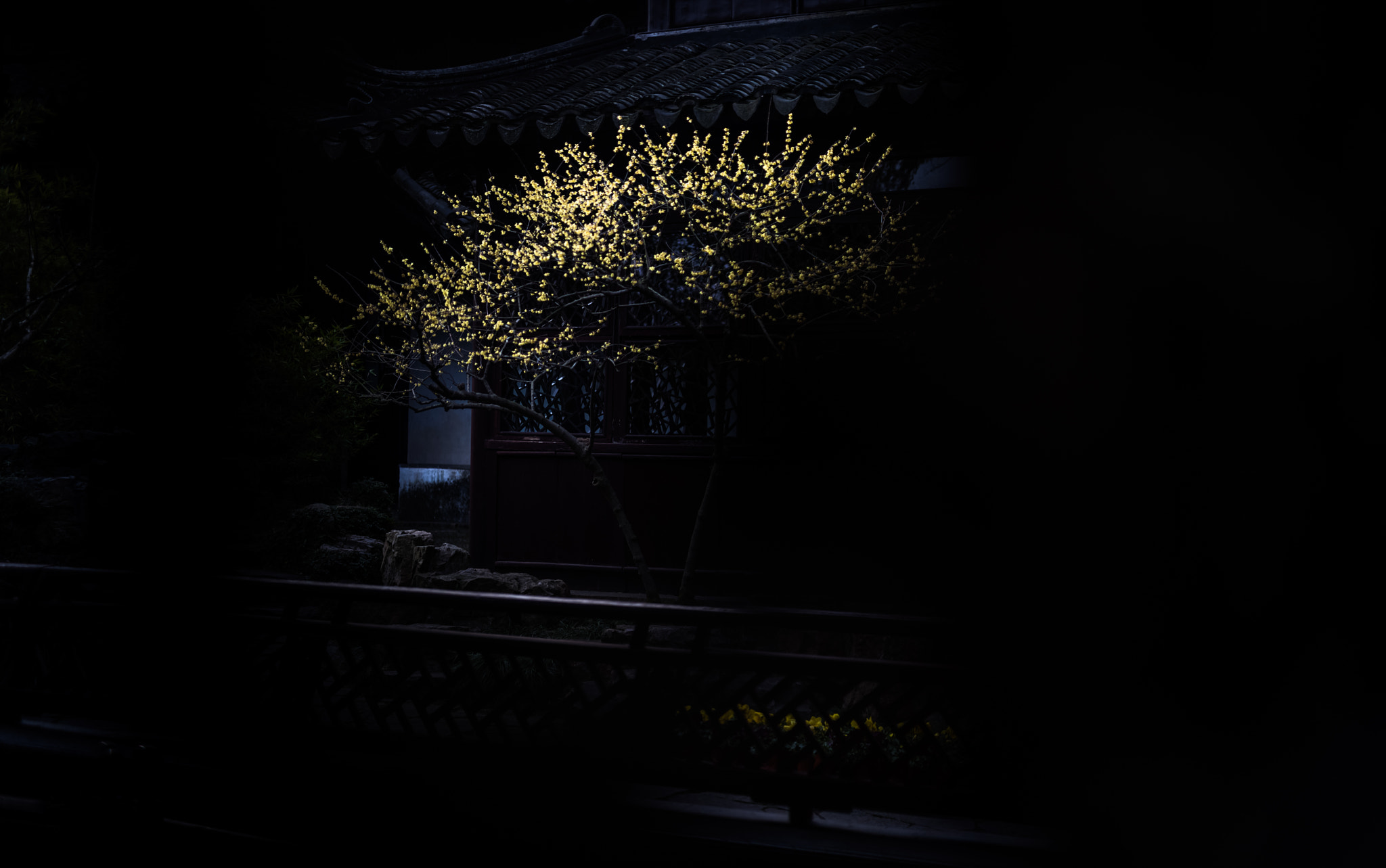 Nikon D810 + Sigma 50mm F1.4 DG HSM Art sample photo. 耦园的腊梅花 photography