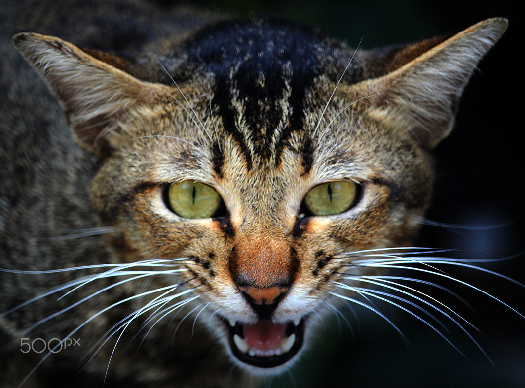 Canon EF-S 55-250mm F4-5.6 IS STM sample photo. Aggressive photography