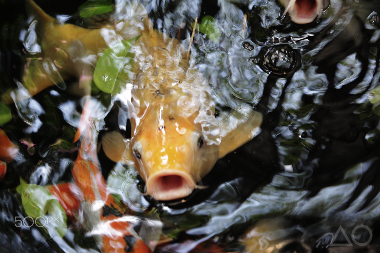 Canon EF-S 55-250mm F4-5.6 IS STM sample photo. Coy koi photography