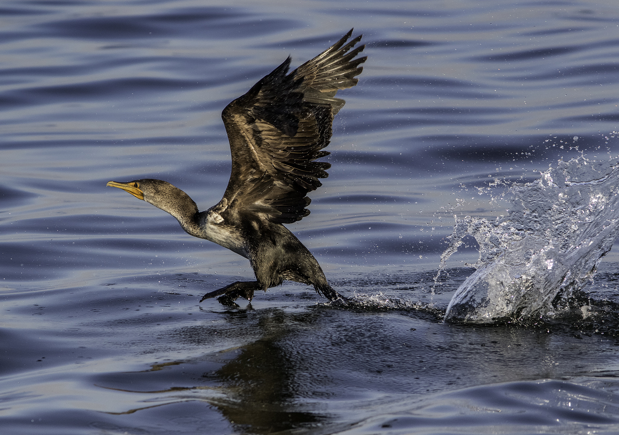 Canon EOS 7D Mark II + Canon EF 300mm F4L IS USM sample photo. Cormorant take off photography