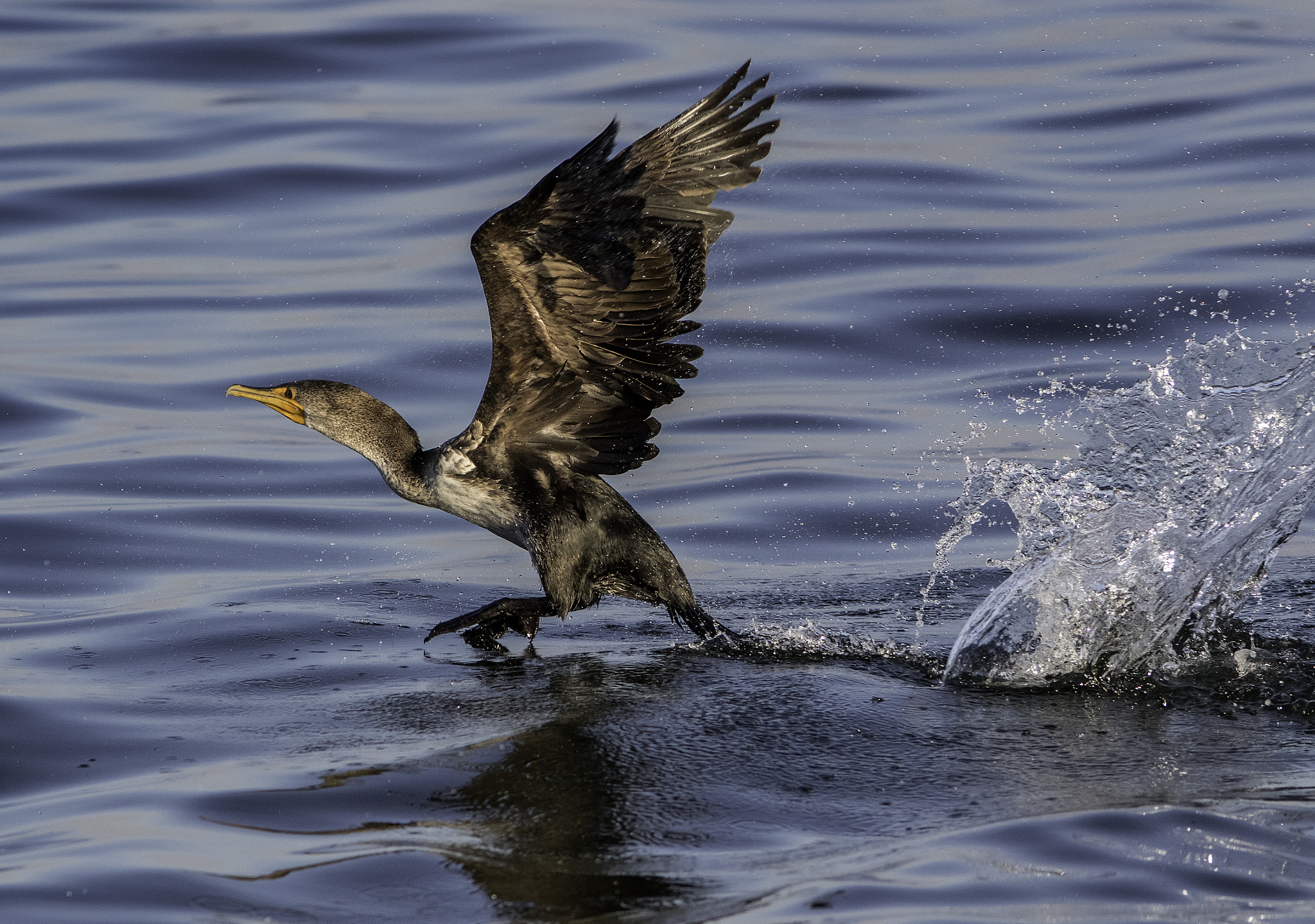 Canon EF 300mm F4L IS USM sample photo. Cormorant take off photography