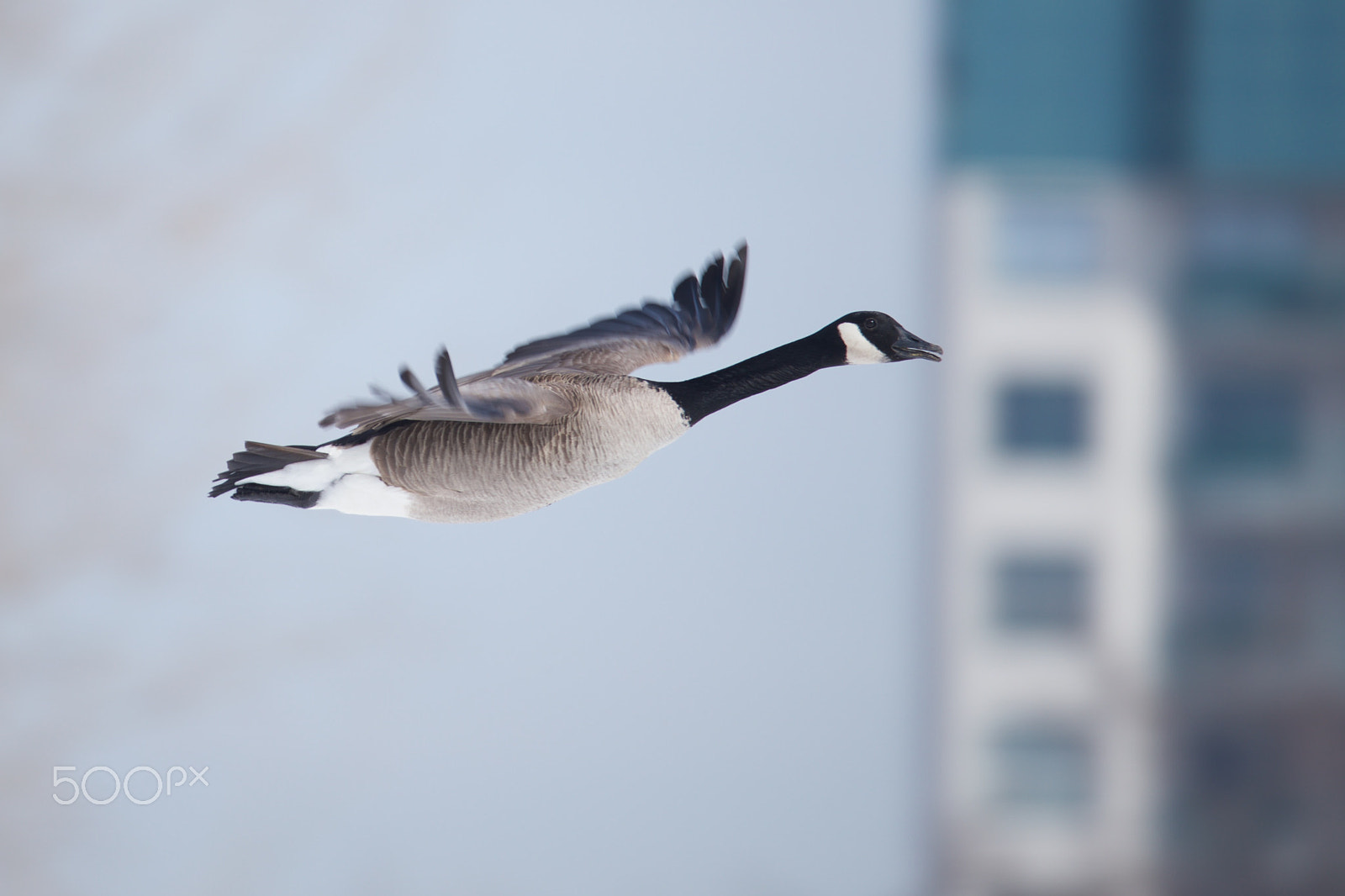Sigma 150mm f/2.8 EX DG OS HSM APO Macro sample photo. Outarde photography