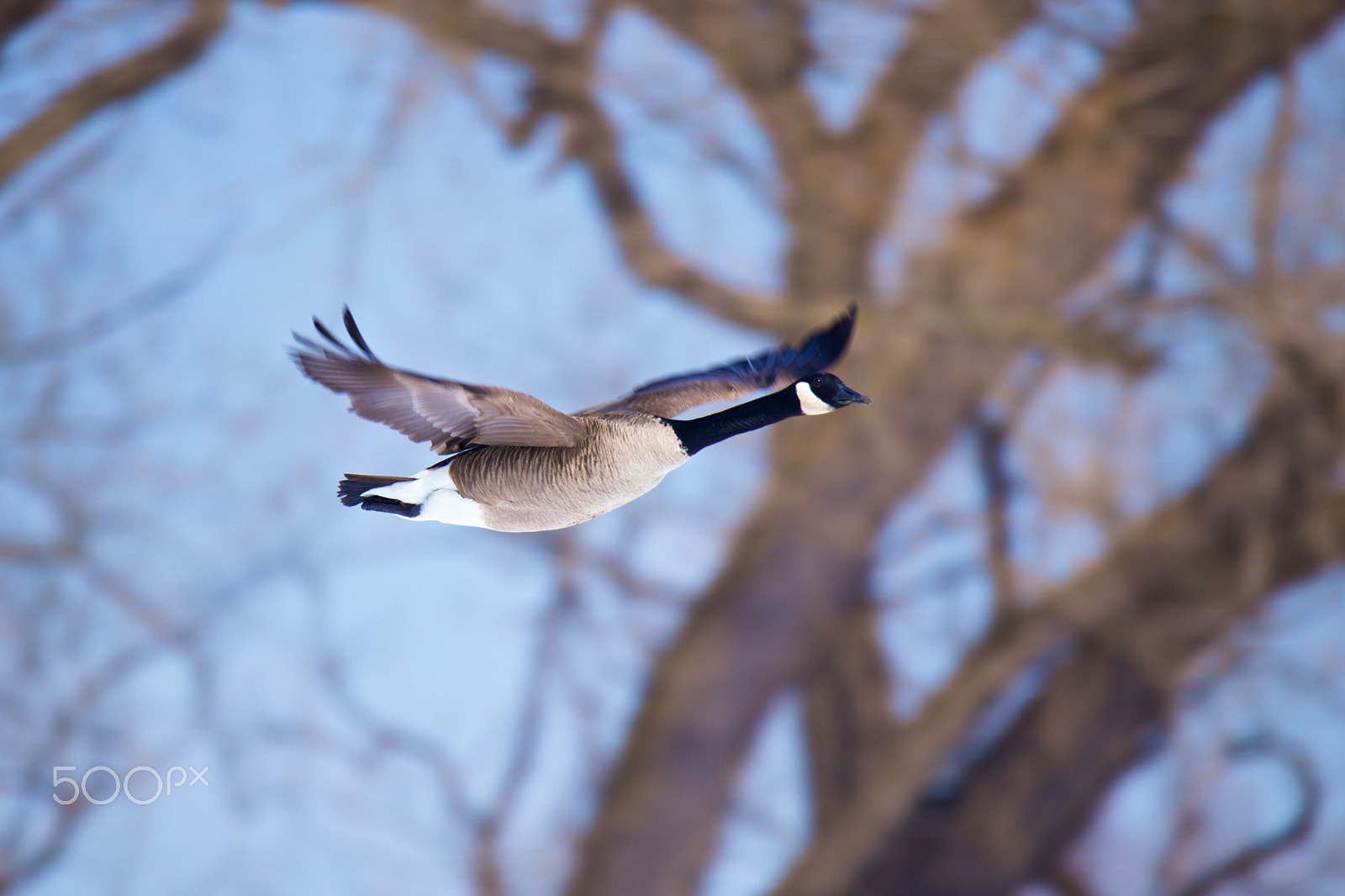 Sigma 150mm f/2.8 EX DG OS HSM APO Macro sample photo. Outarde photography