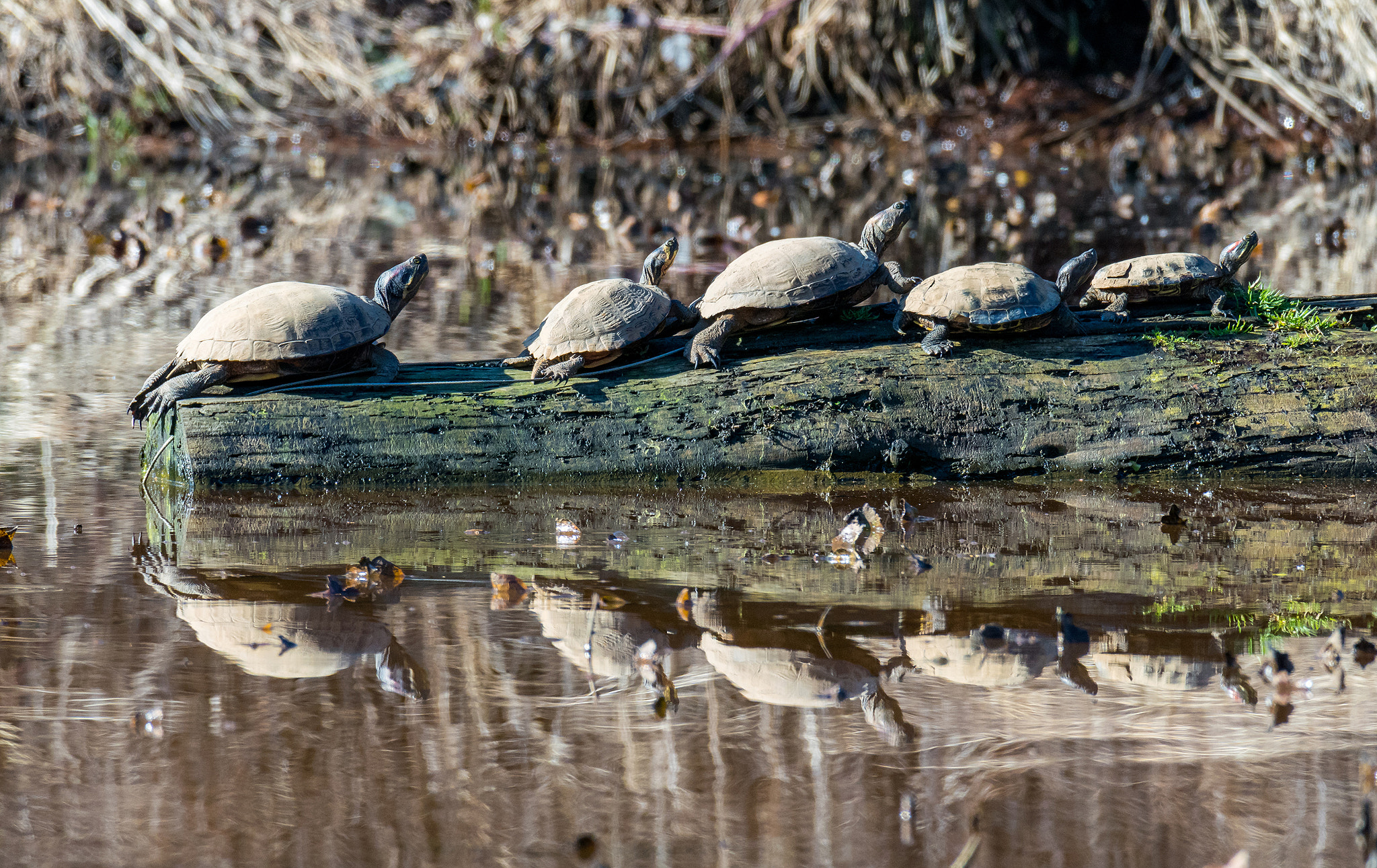 Nikon 1 J5 + Nikon 1 Nikkor VR 70-300mm F4.5-5.6 sample photo. Turtle family photography