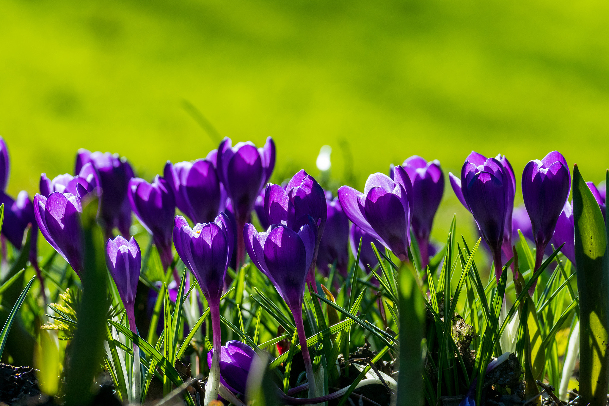 Nikon 1 J5 sample photo. Spring flowers photography