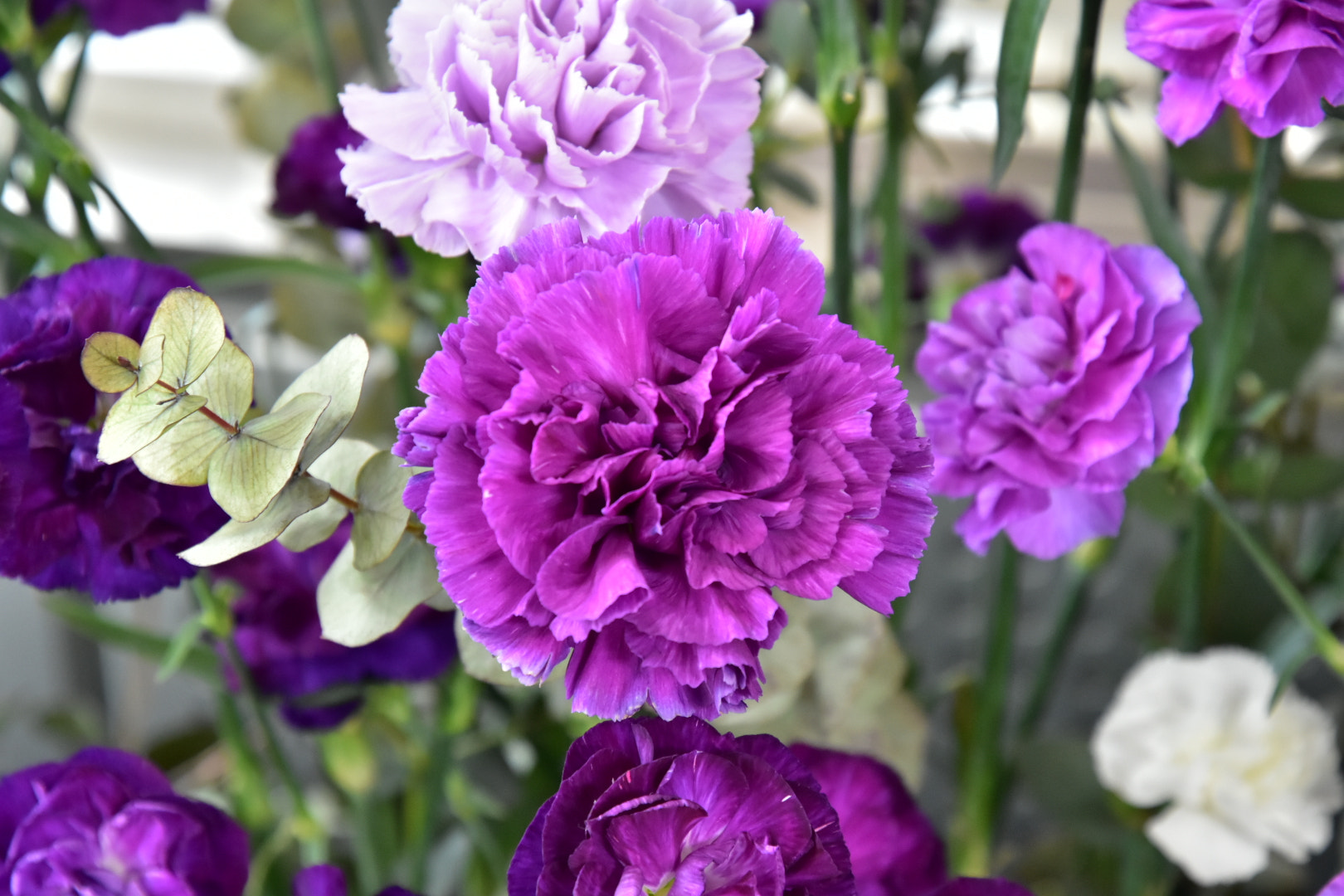 Nikon D5500 sample photo