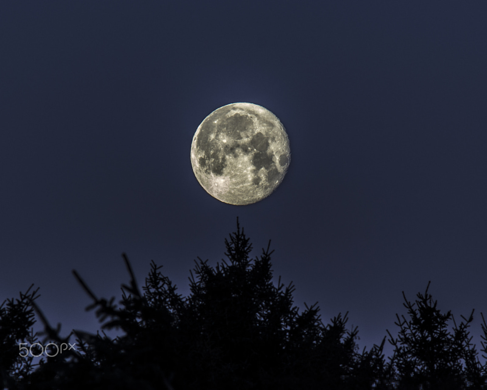 Canon EF 200mm F2.8L II USM sample photo. Lunar spruce photography