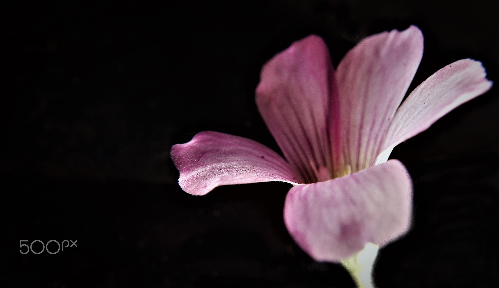 Fujifilm FinePix S9400W sample photo. Pink petals photography