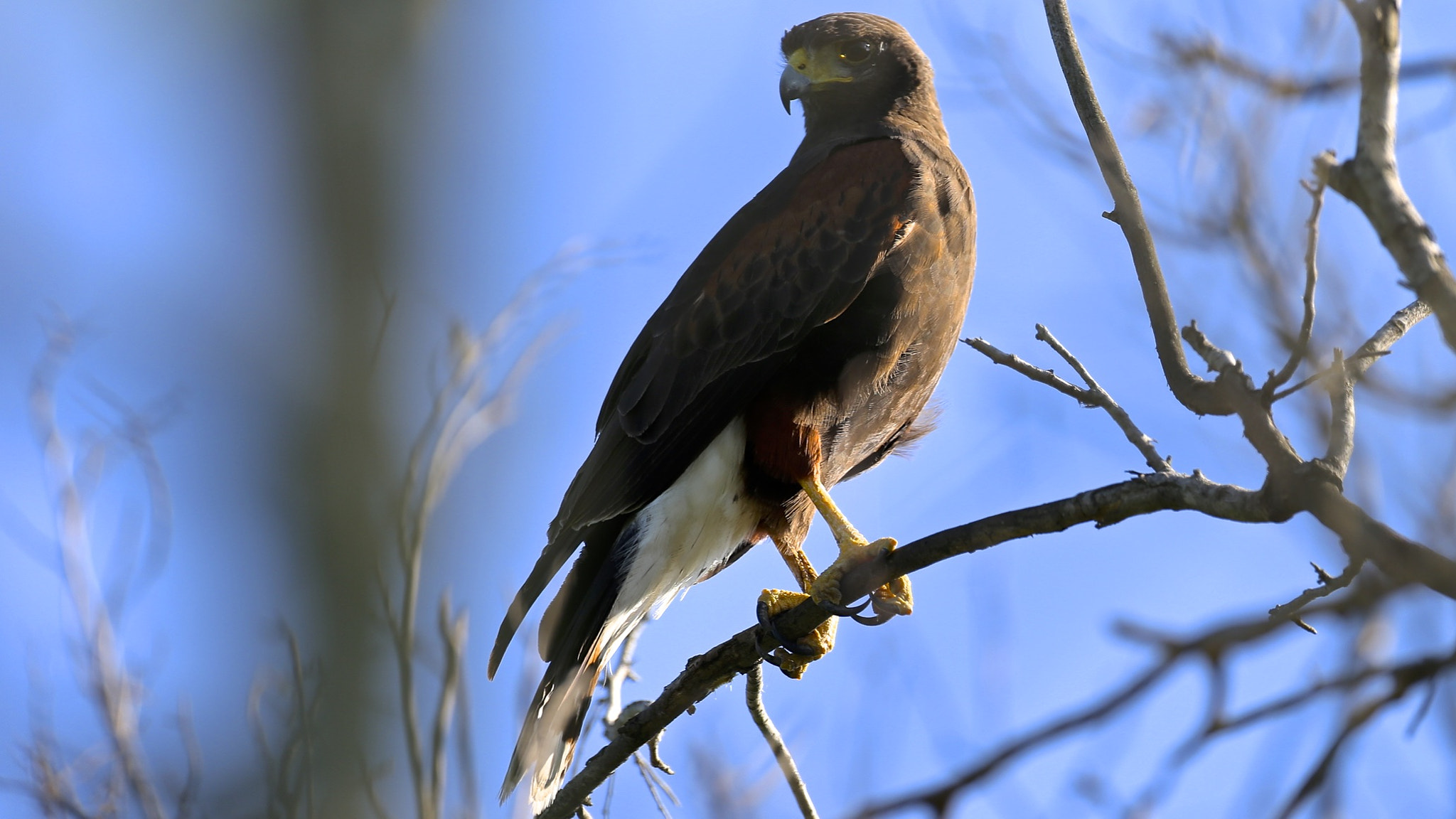Canon EOS-1D X + Canon EF 500mm F4L IS USM sample photo. Swanson's hawk photography