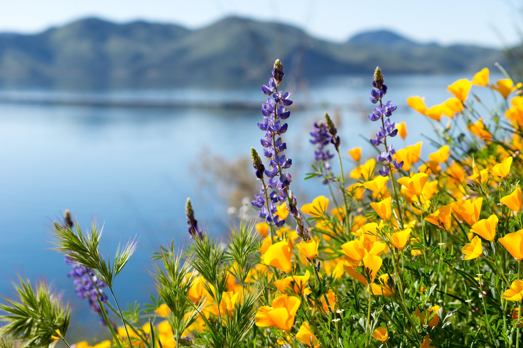 Sony a7 + Sony FE 70-200mm F4 G OSS sample photo. Wildflowers photography