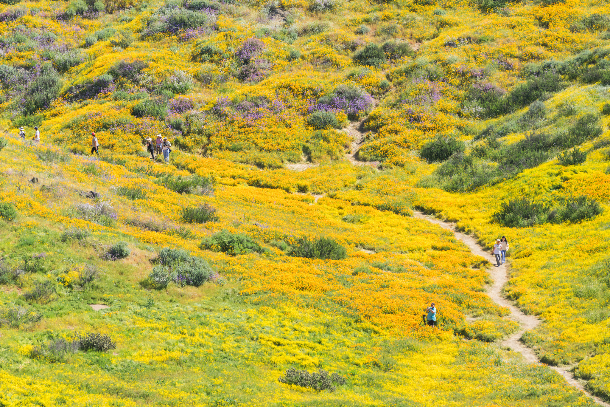 Sony a7 sample photo. Superbloom photography