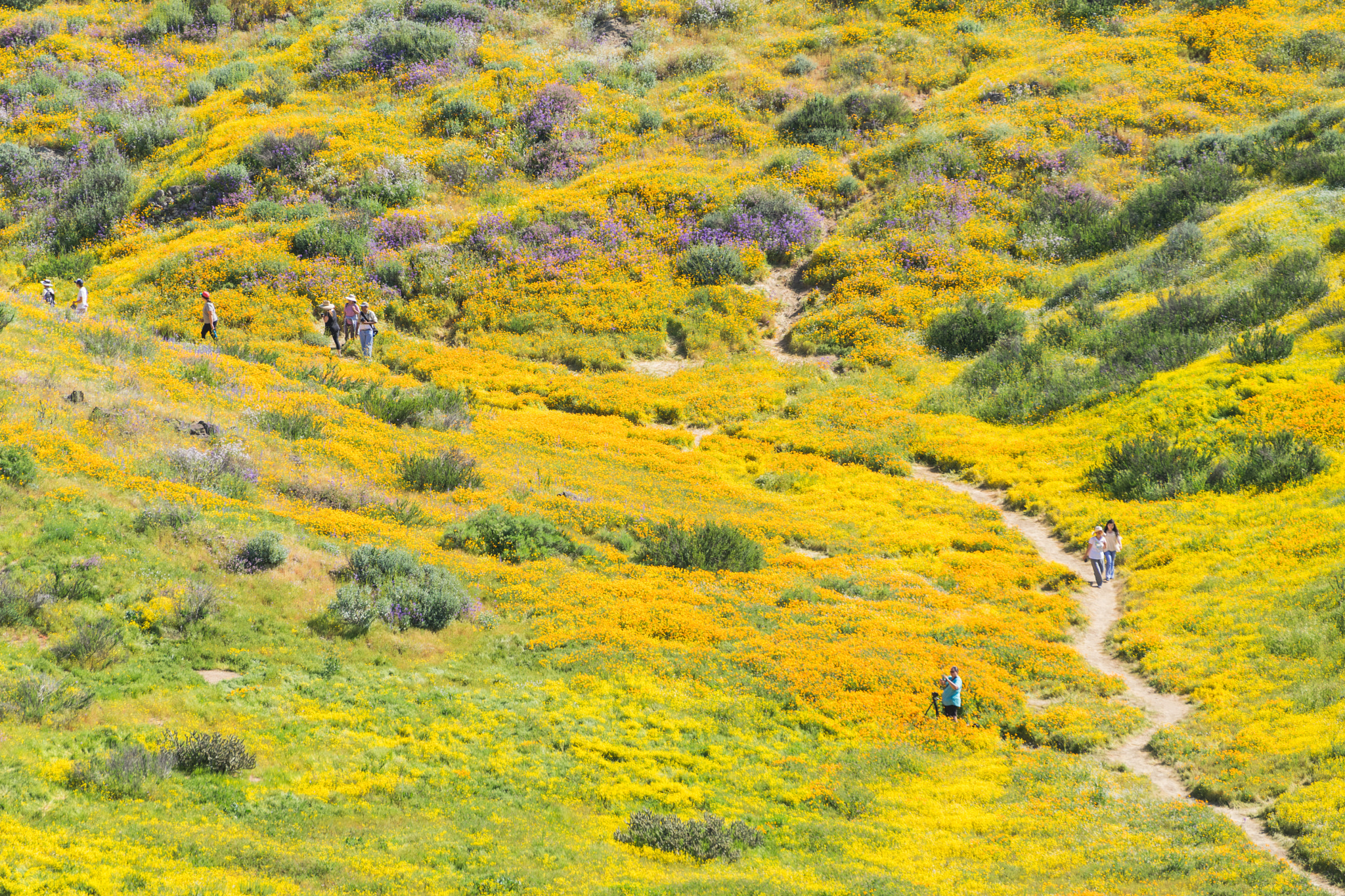 Sony a7 + Sony FE 70-200mm F4 G OSS sample photo. Superbloom photography