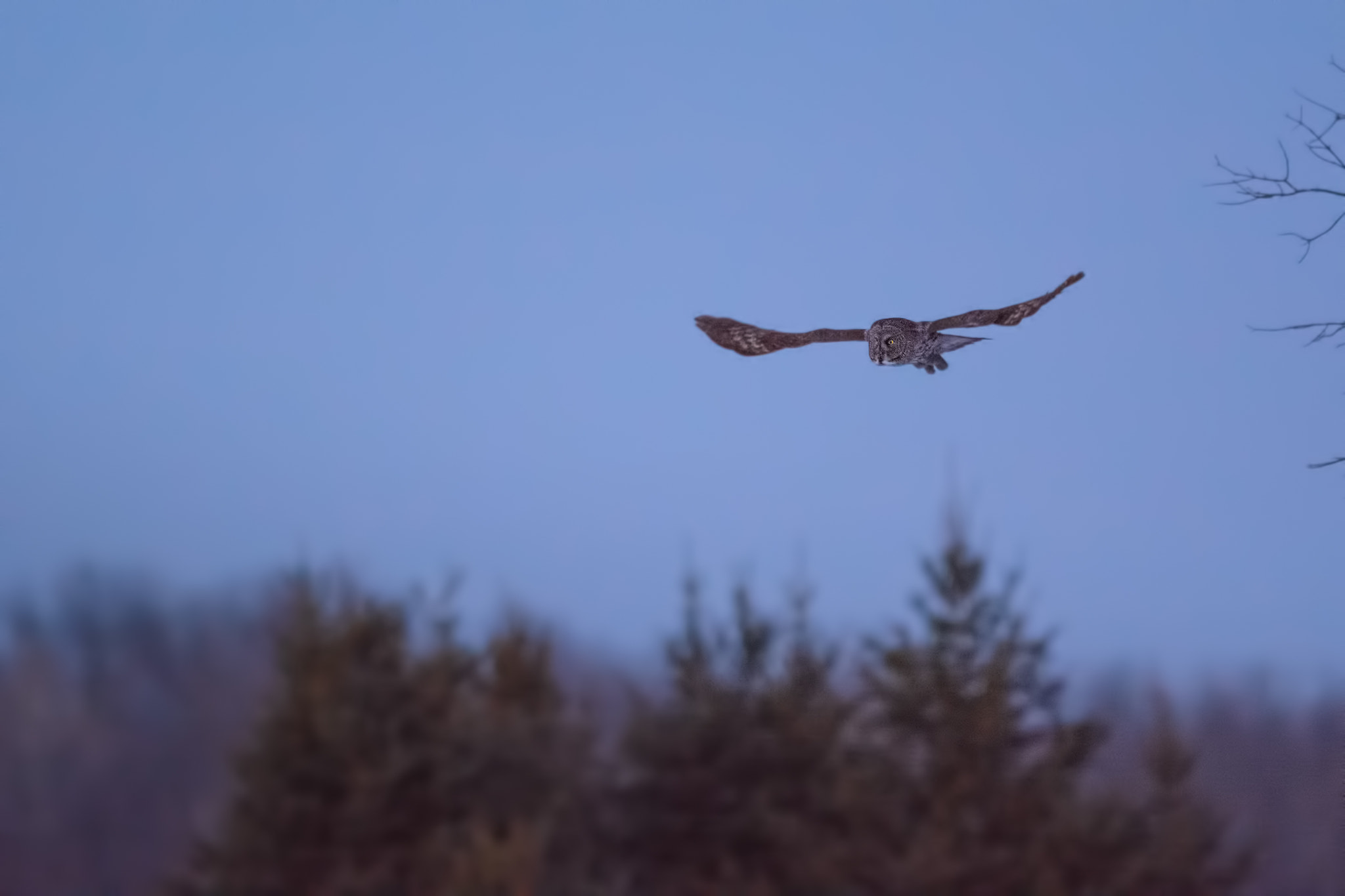 Nikon D7100 + Nikon AF-S Nikkor 300mm F2.8G ED-IF VR sample photo. Great gray owl photography