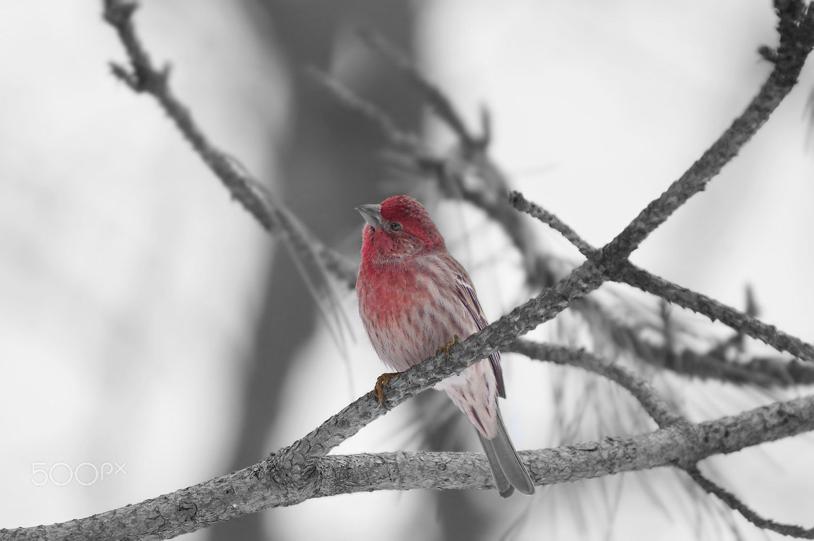 Sony 75-300mm F4.5-5.6 sample photo. House finch photography