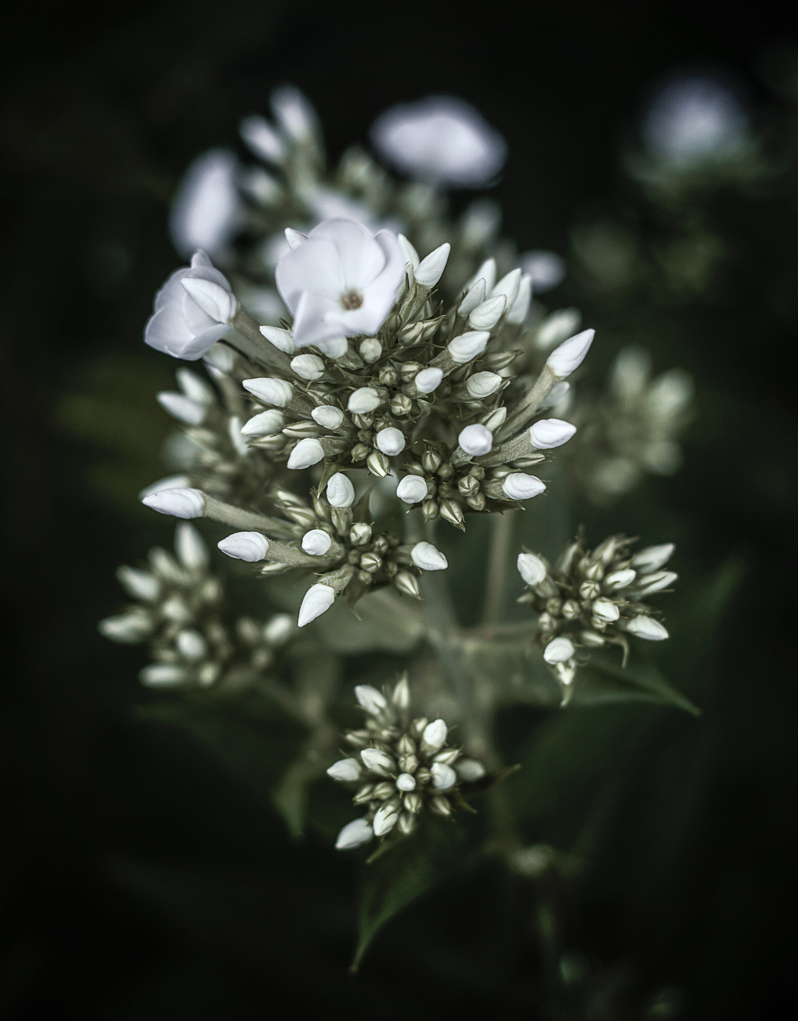 Nikon D5200 + Nikon AF Nikkor 50mm F1.8D sample photo. White. photography
