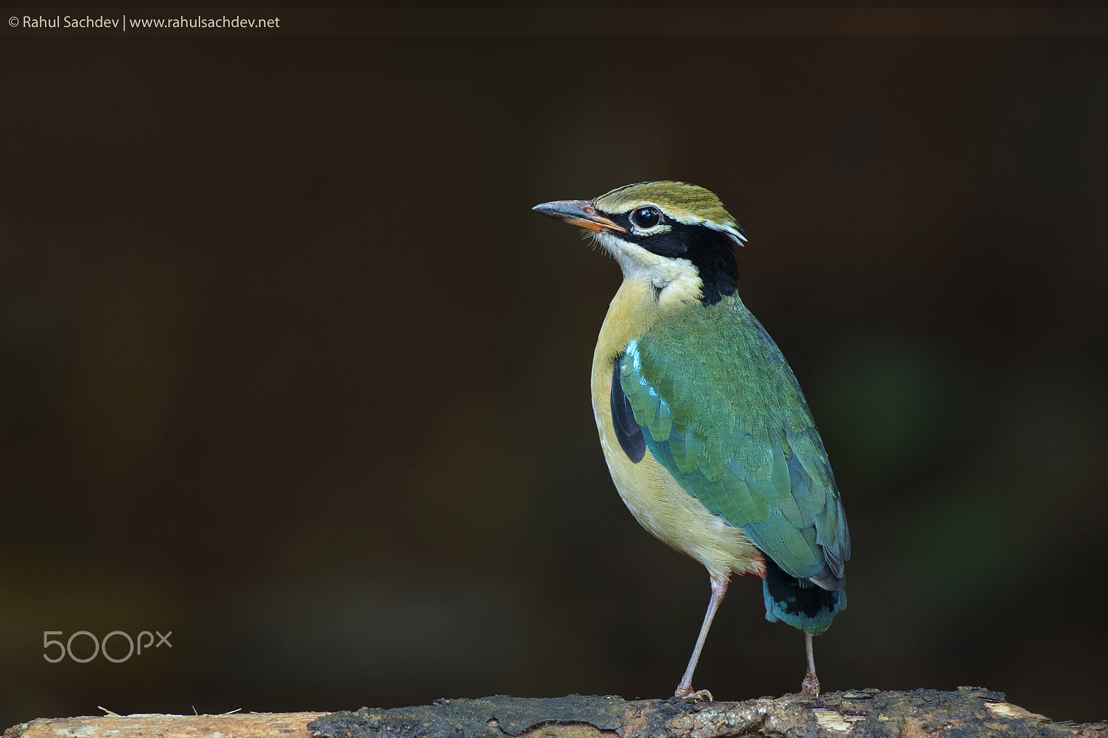 Canon EOS-1D X + Canon EF 500mm F4L IS USM sample photo. Indian pitta photography