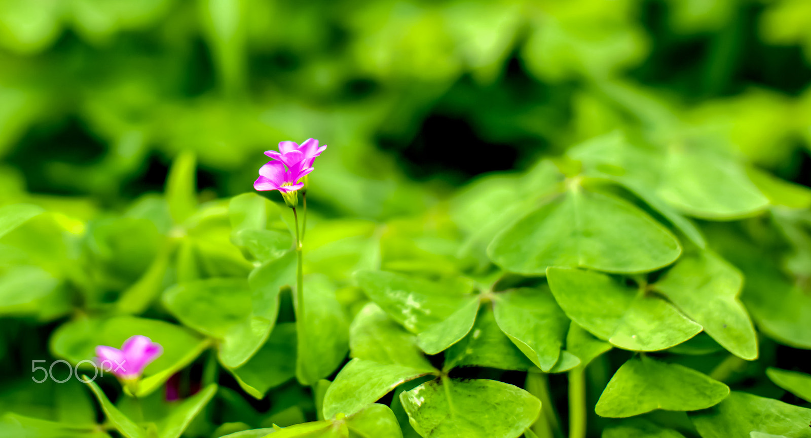 Canon EOS 5DS + Canon EF 50mm F1.2L USM sample photo. Relax photography