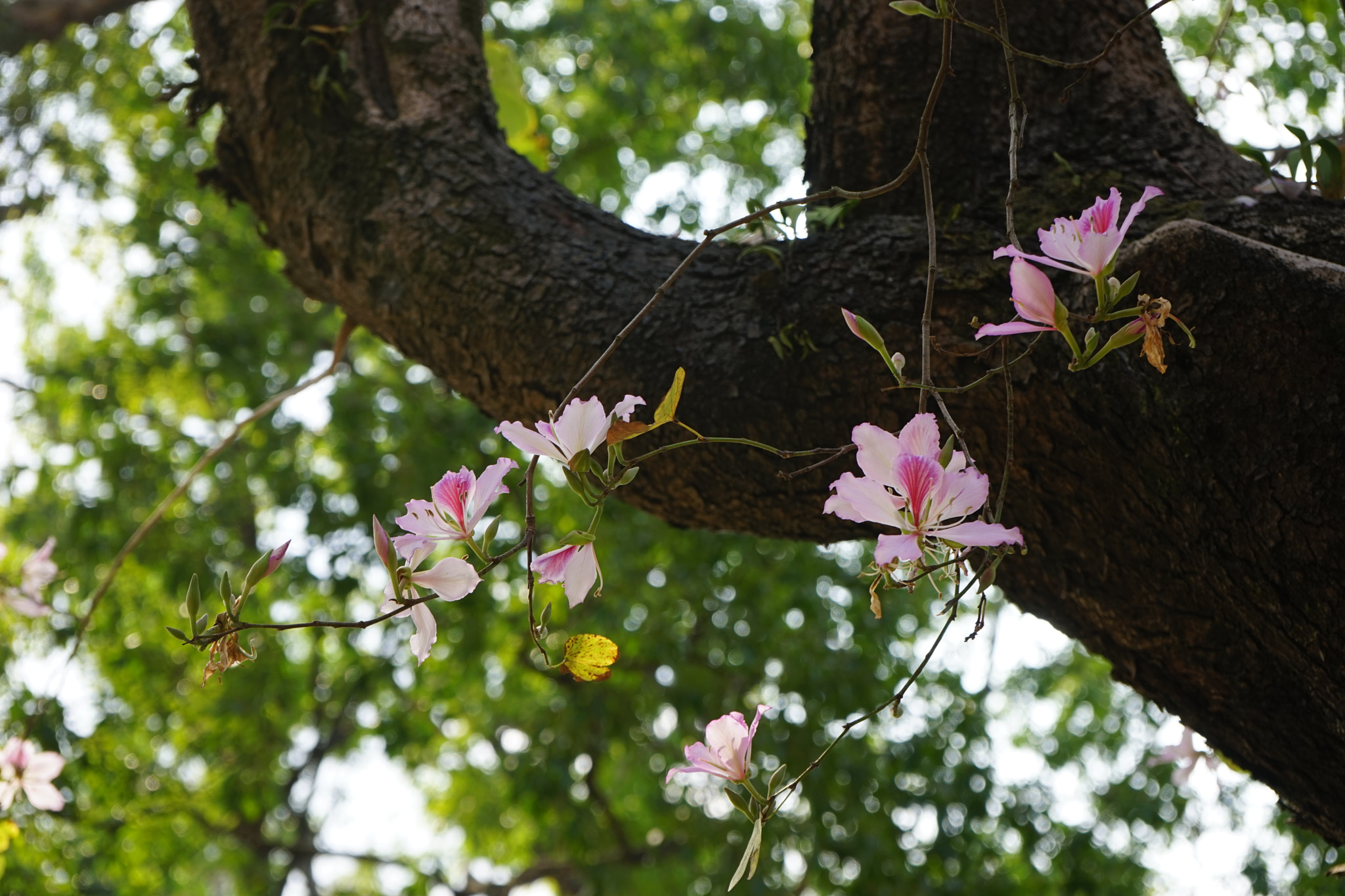 Sony a7 sample photo. Flowers of chinese redbud photography