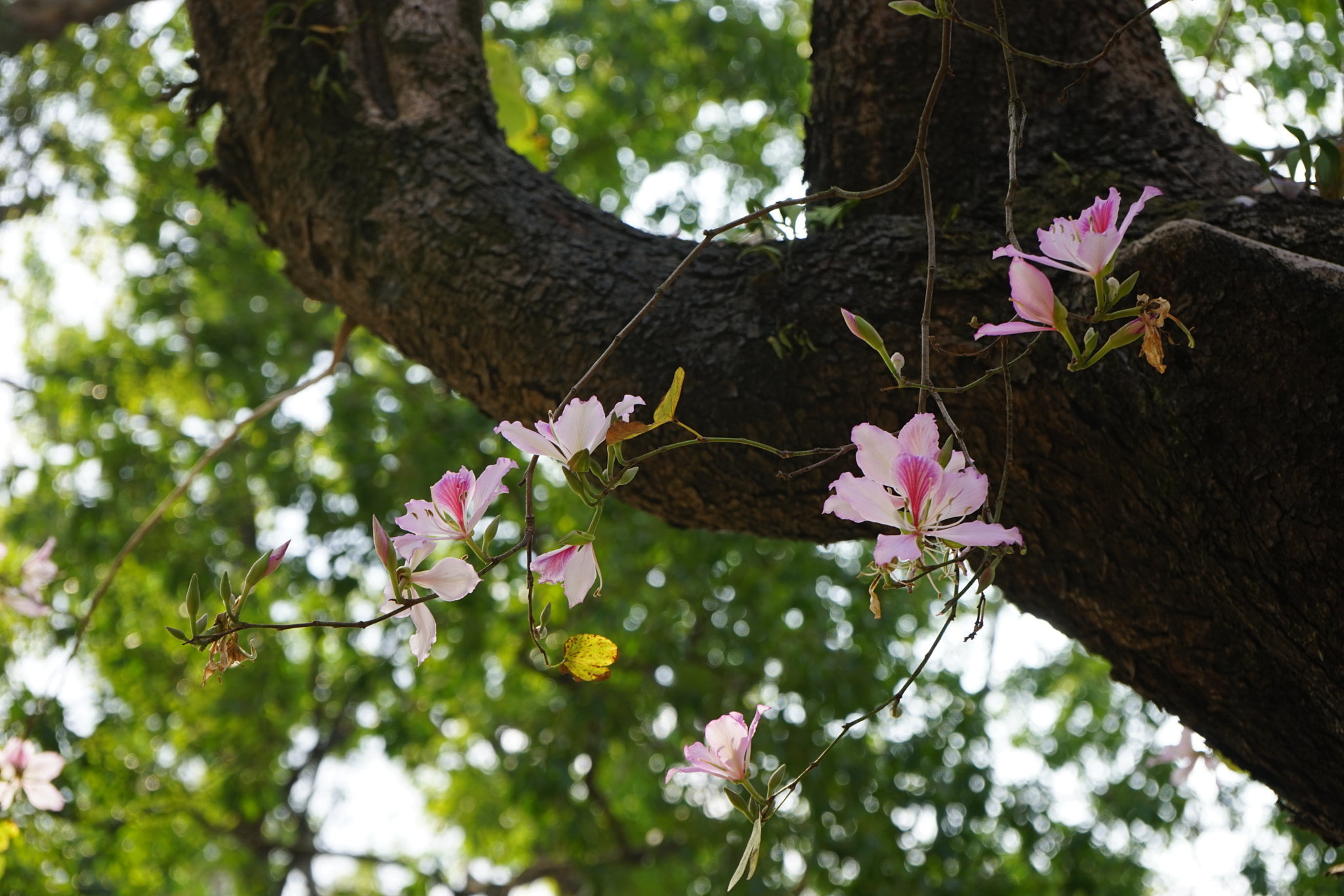 Sony FE 28-70mm F3.5-5.6 OSS sample photo. Flowers of chinese redbud photography