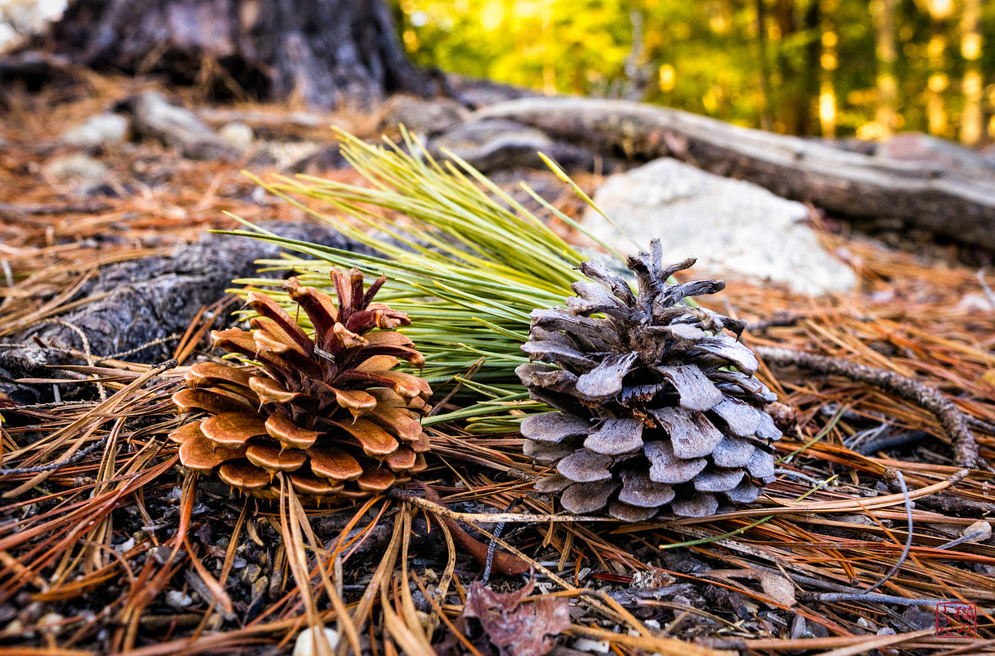 Sony a7 sample photo. May december romance photography