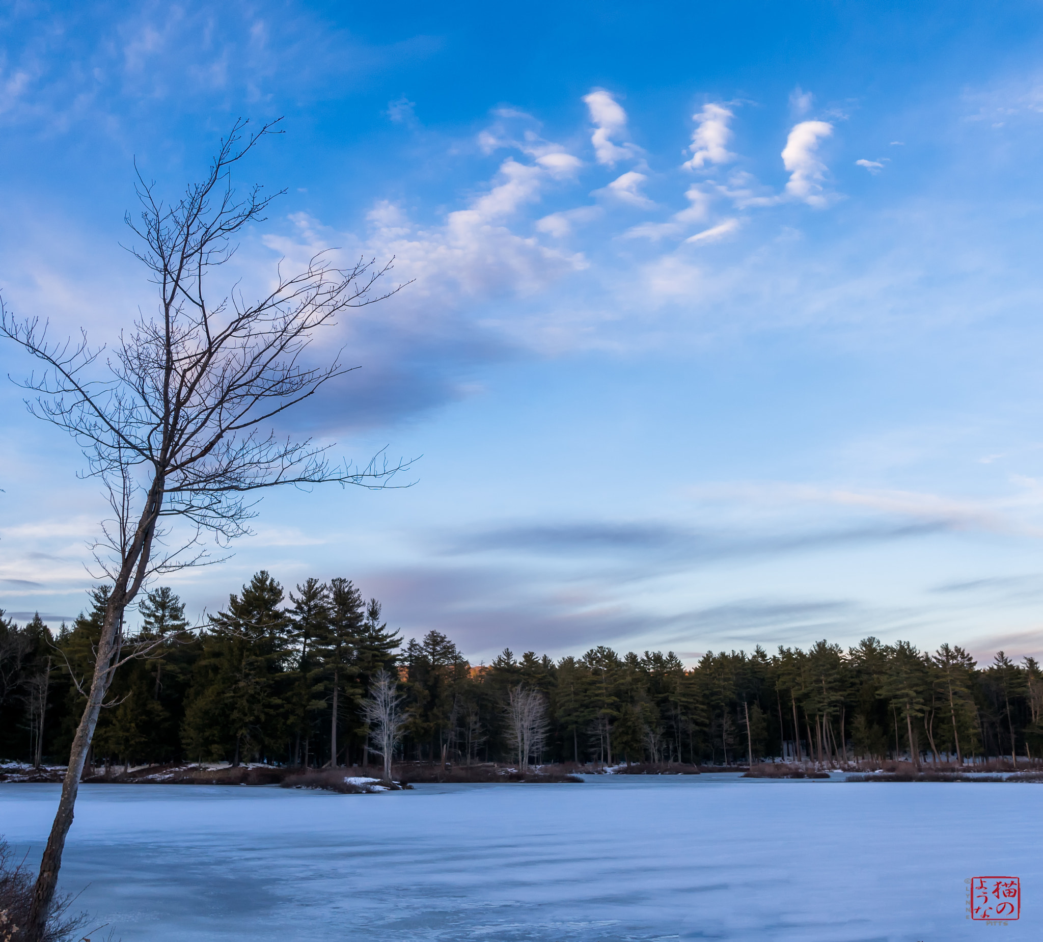 Sony a7 sample photo. Puff and sapling photography