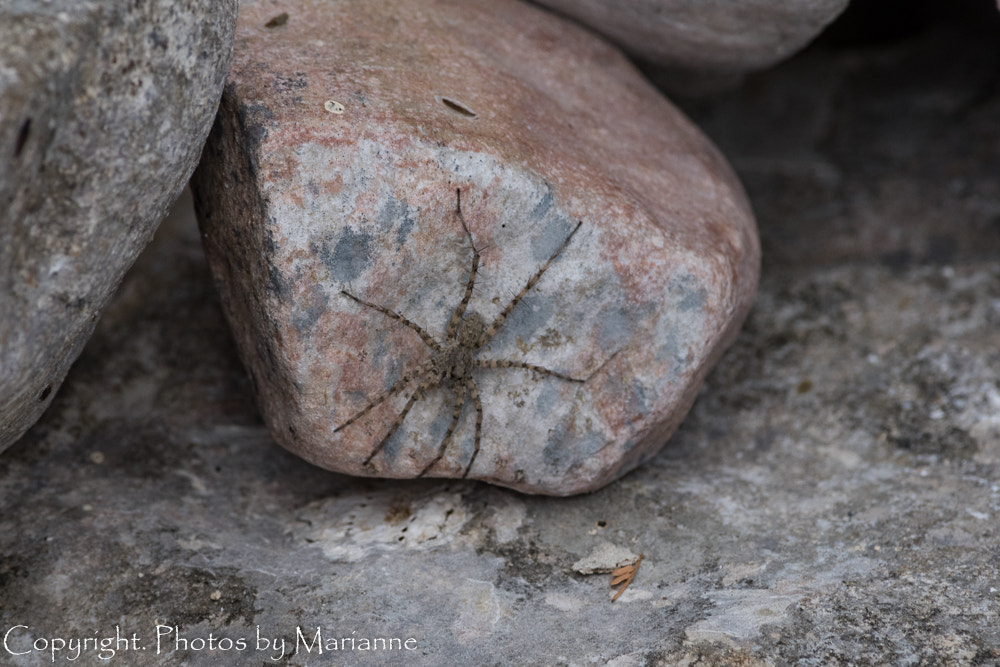 Nikon D750 sample photo. Spider on rock photography
