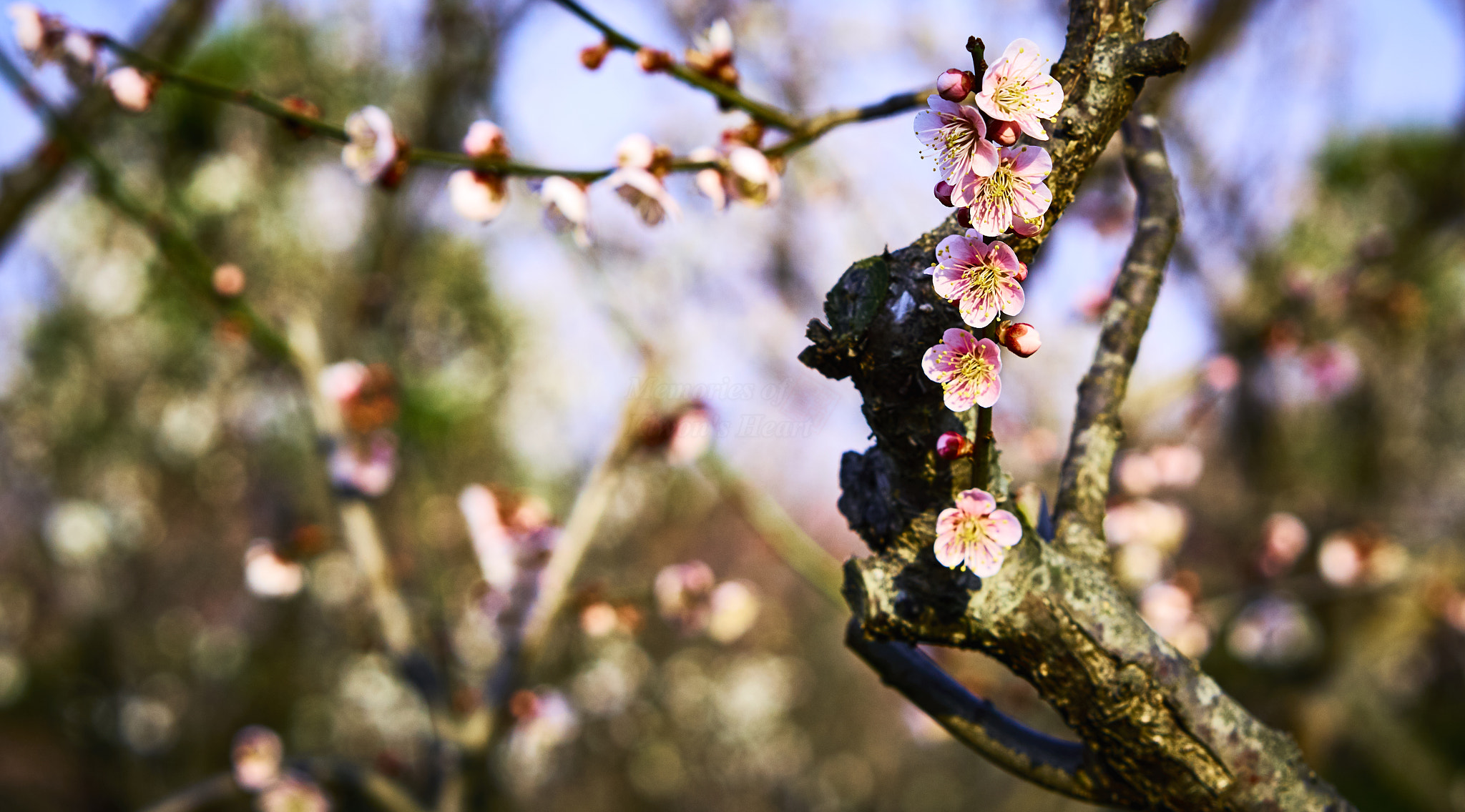 Sony a6000 + Sony Sonnar T* FE 55mm F1.8 ZA sample photo. Pink spring  photography