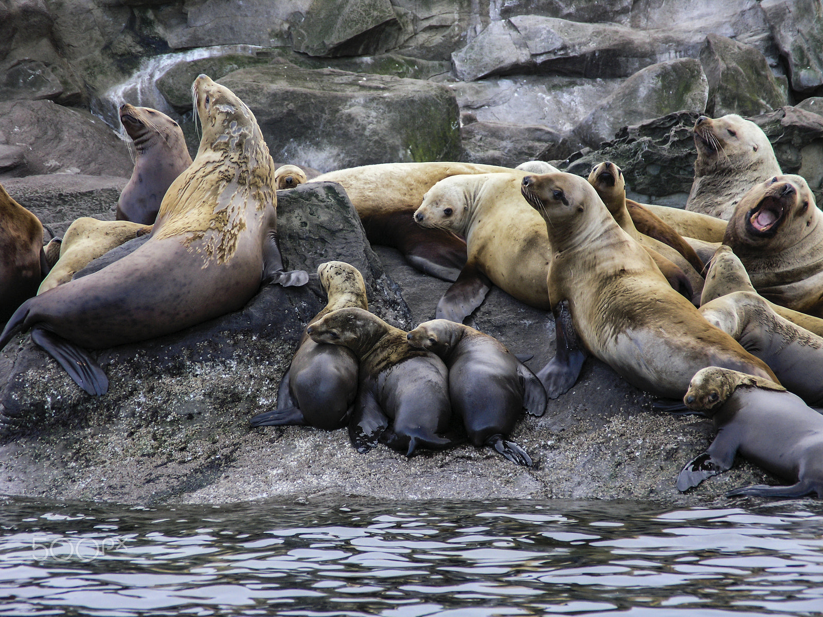 Olympus C8080WZ sample photo. Steller sea lions pups photography