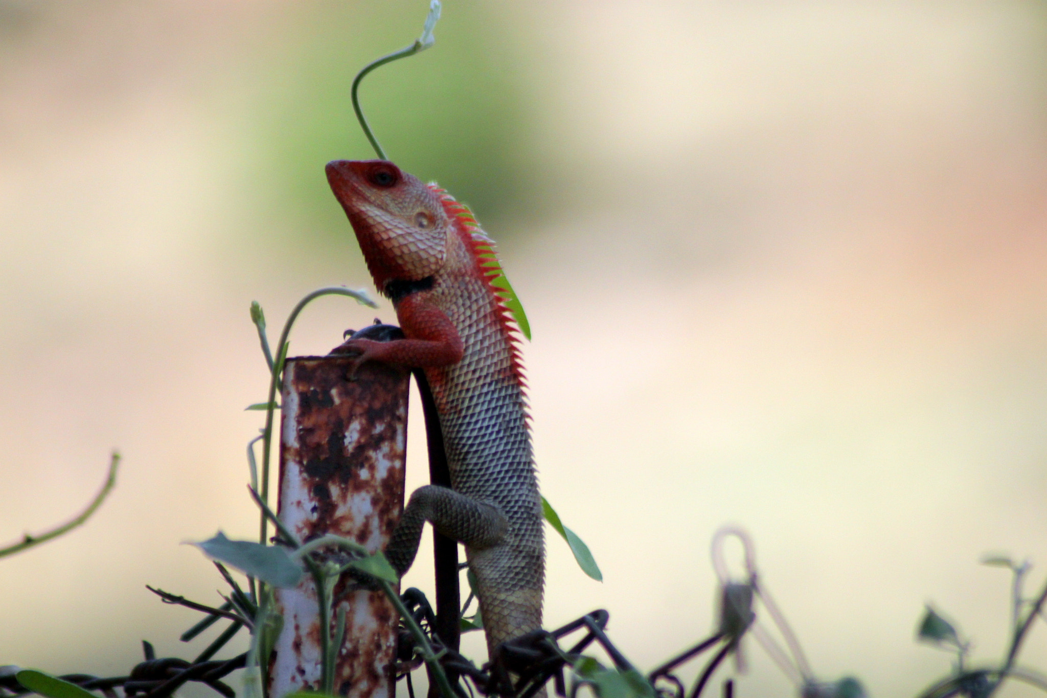 Canon EOS 500D (EOS Rebel T1i / EOS Kiss X3) + Tamron AF 70-300mm F4-5.6 Di LD Macro sample photo. Chameleon photography