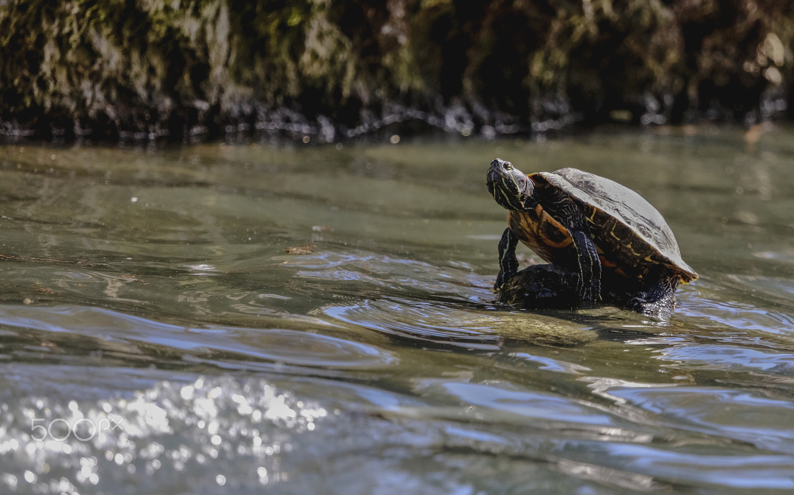 Canon EF 100-400mm F4.5-5.6L IS USM sample photo. Tortoise at local prk photography