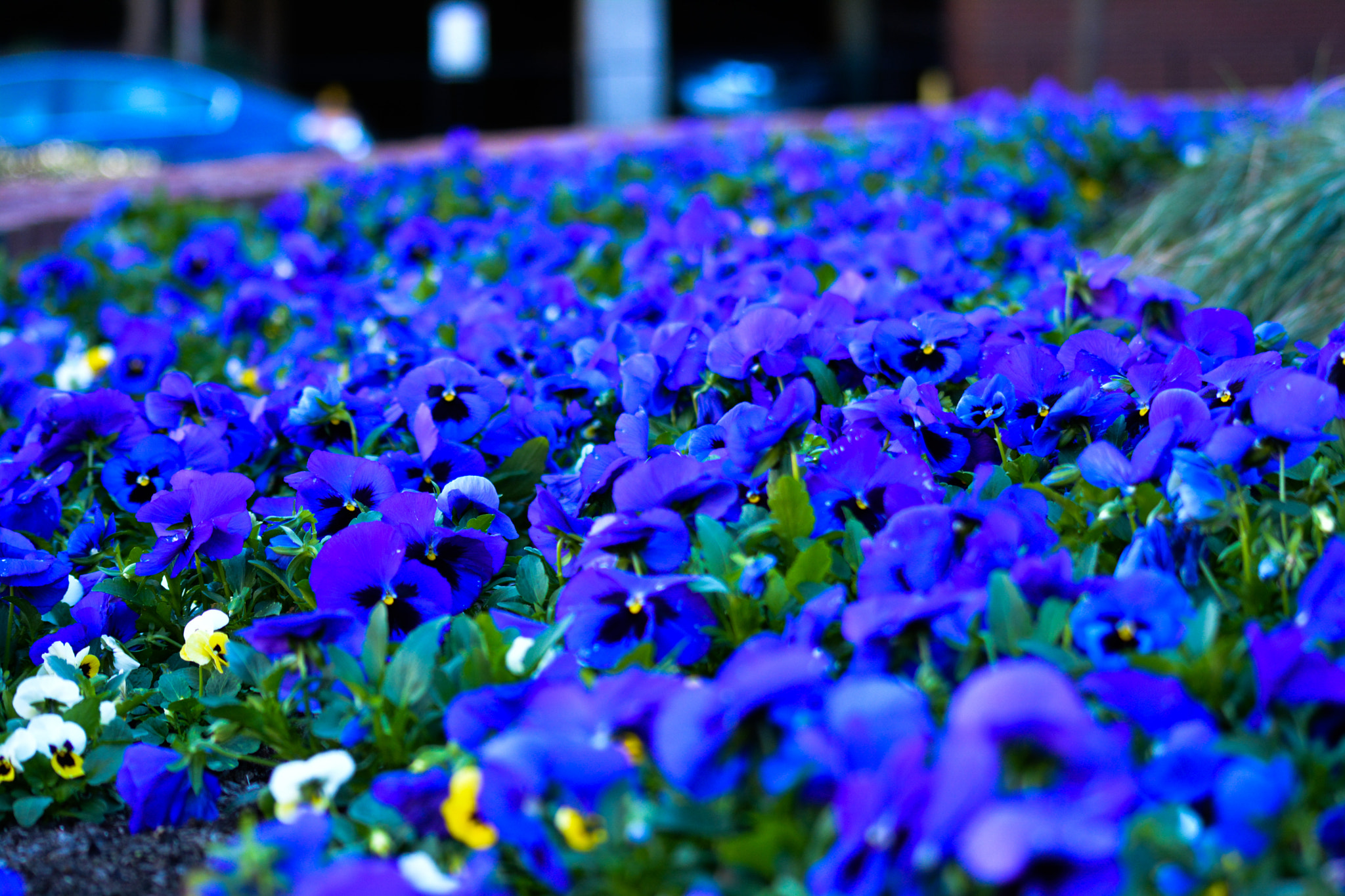 Sigma 70-300mm F4-5.6 APO DG Macro sample photo. Spring is when life’s alive in everything photography
