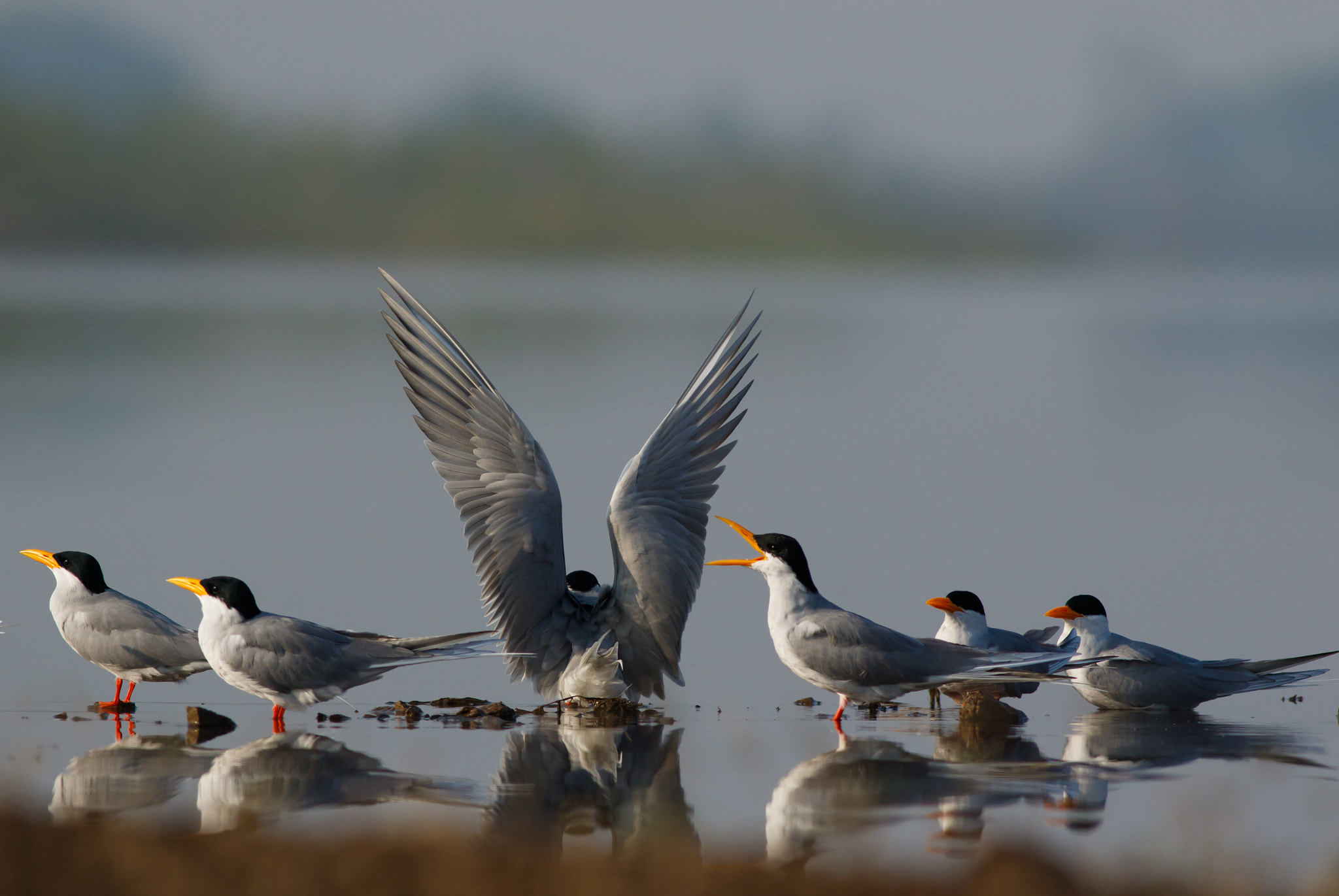 Canon EF 400mm F5.6L USM sample photo. River terns photography